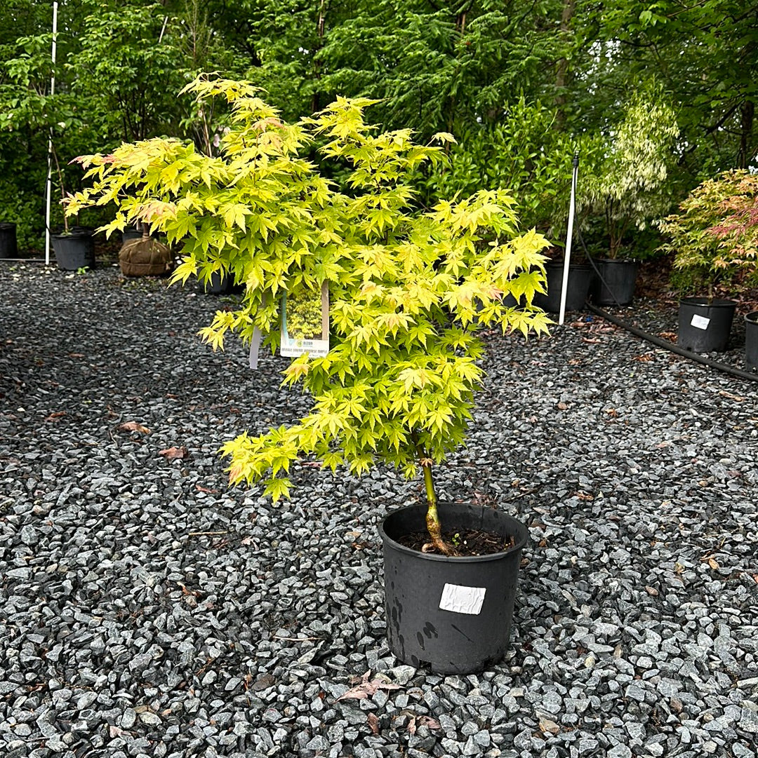 Acer palmatum 'Orange Dream' - Jap. Maple