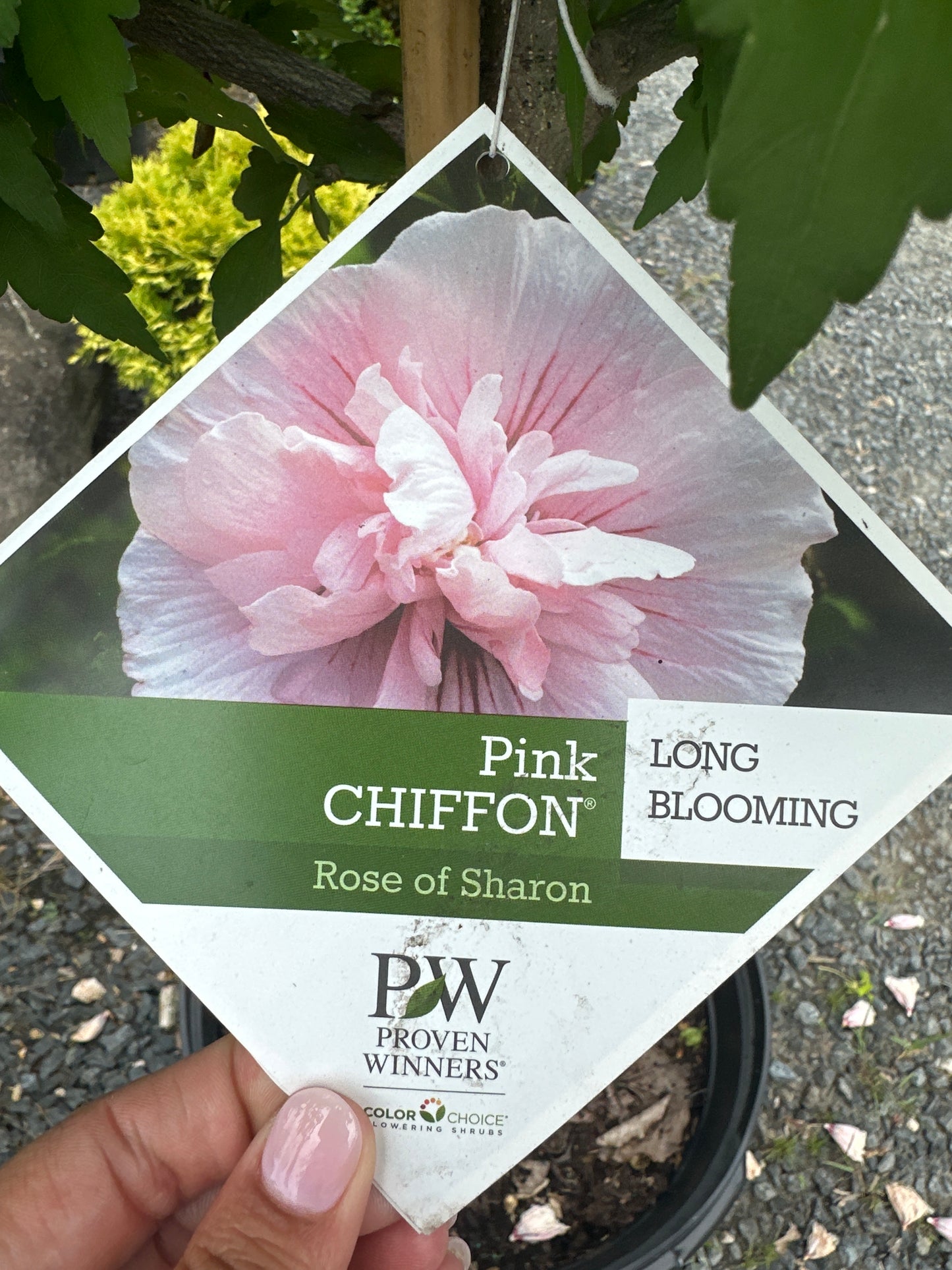 Hibiscus 'Pink Chiffon' STD - Rose of Sharon