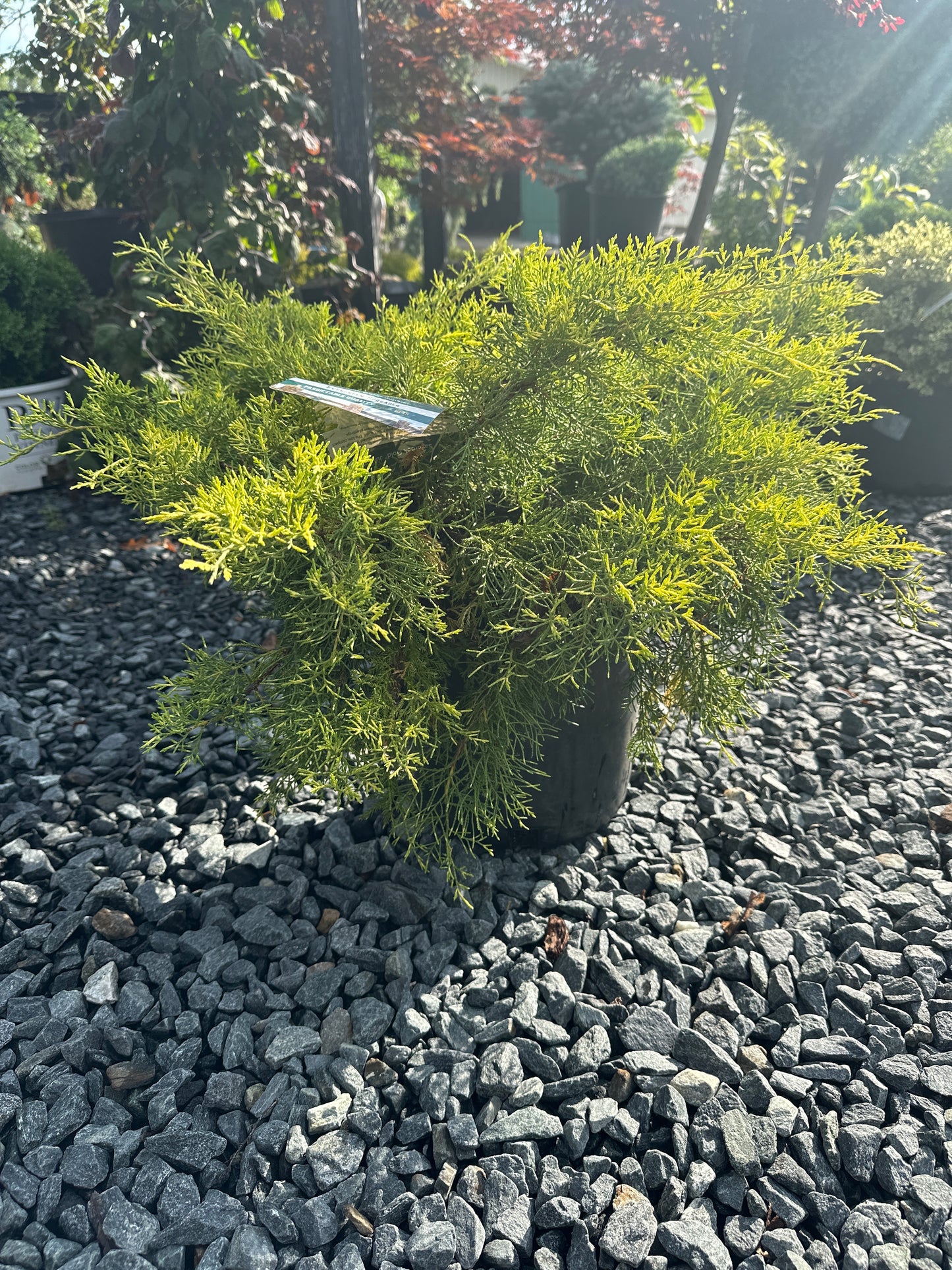 Juniper Shrubs