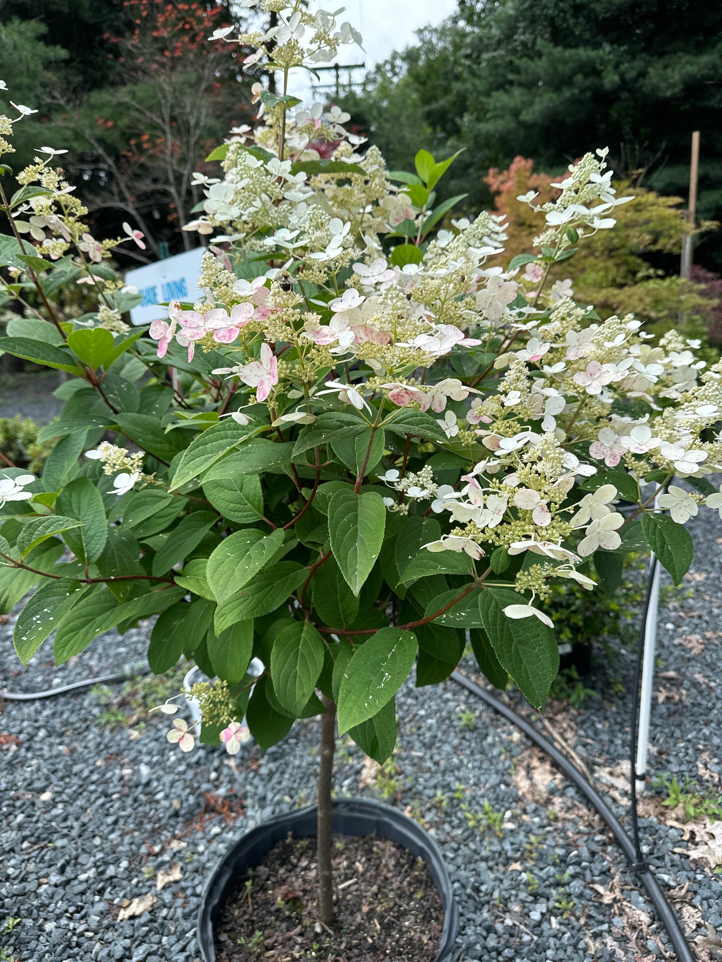 Hydrangea 'Quick Fire' STD