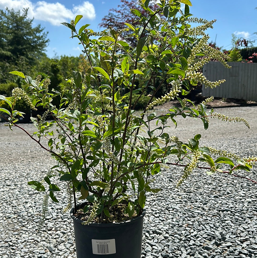 Itea 'Henry's Garnet'