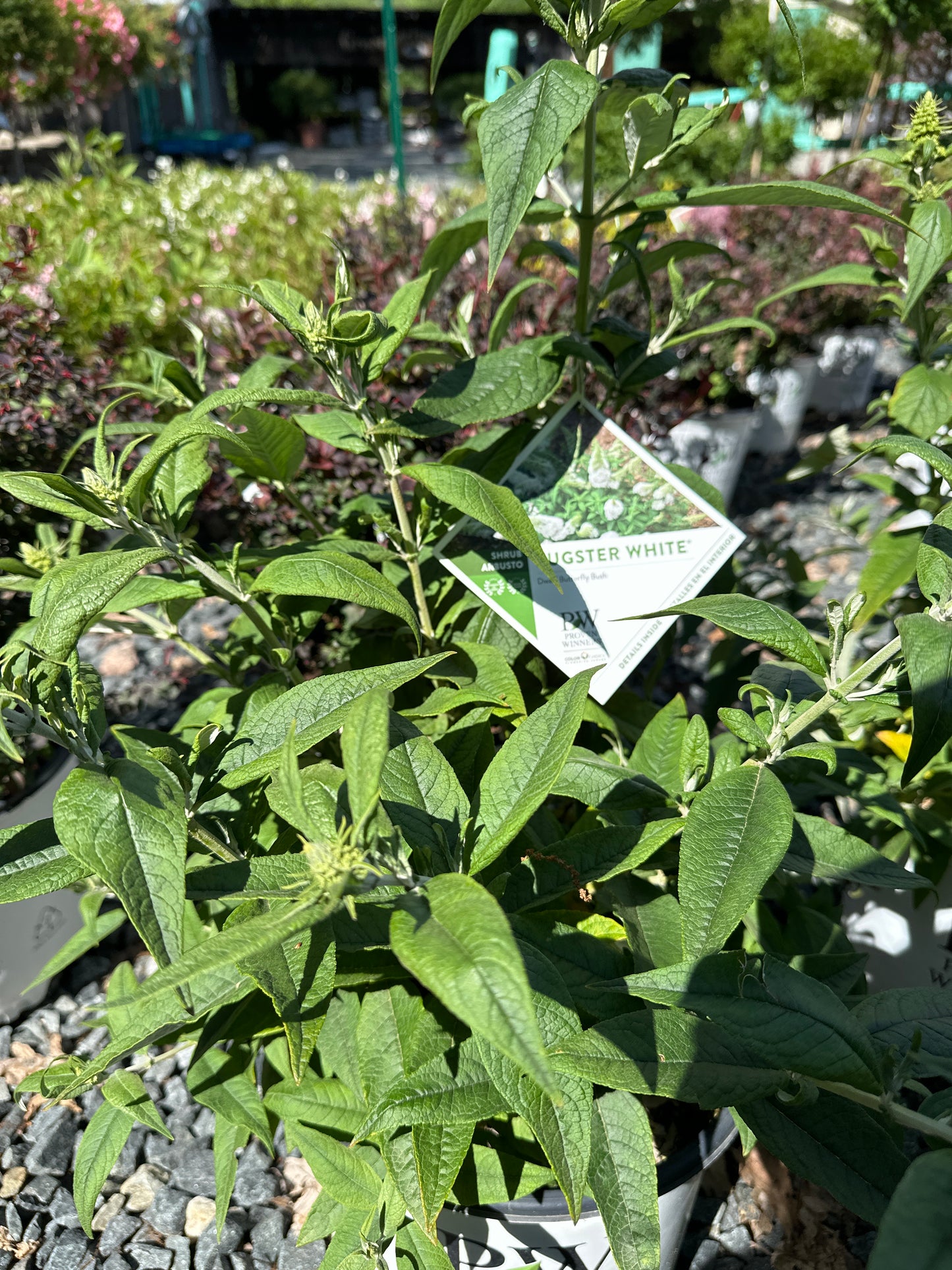 Buddleia 'Pugster'
