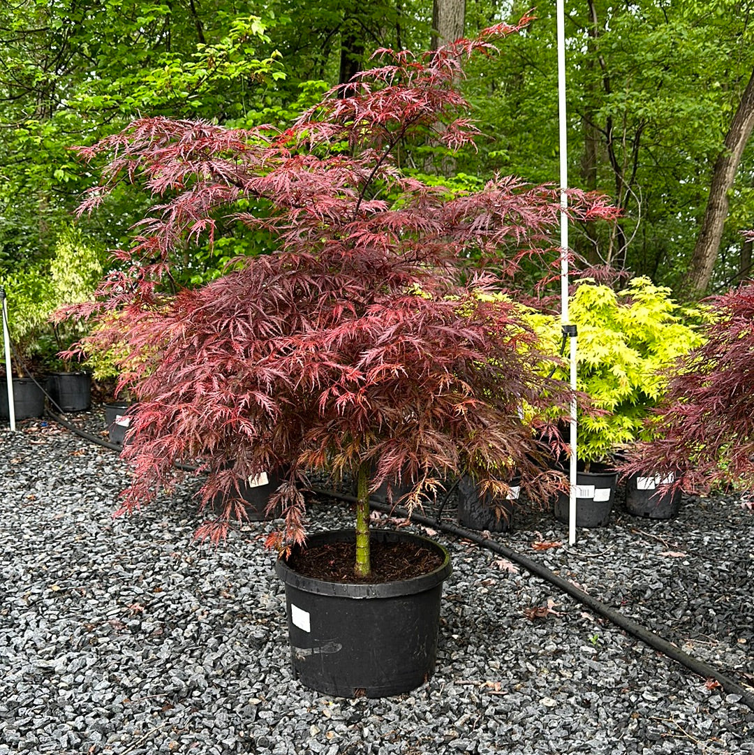 Acer 'Tamukeyama' - Jap. Maple