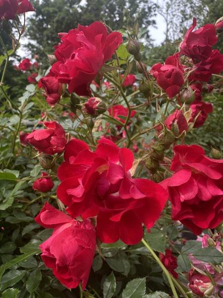Drift Rose Tree Form