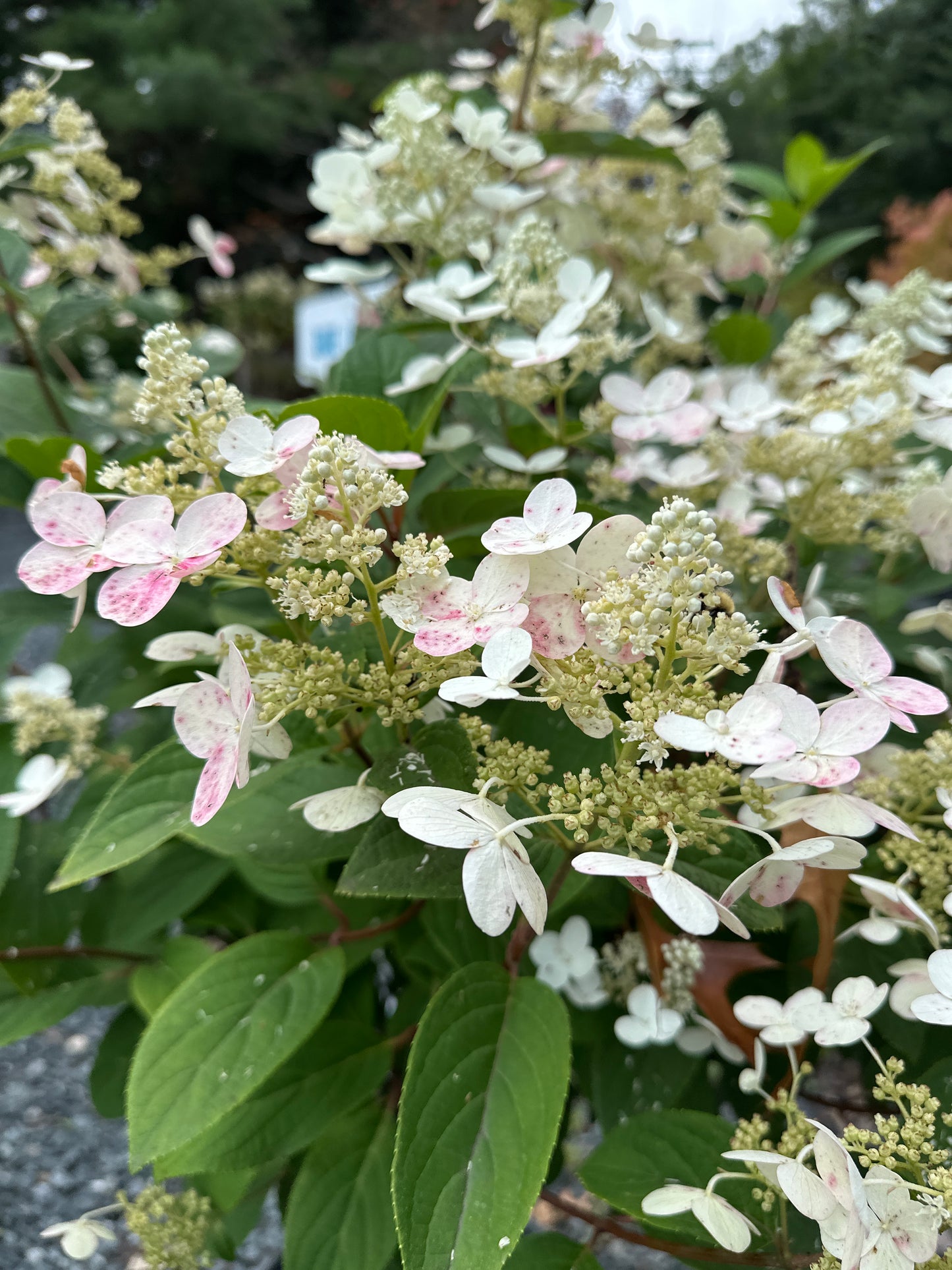 Hydrangea 'Quick Fire' STD