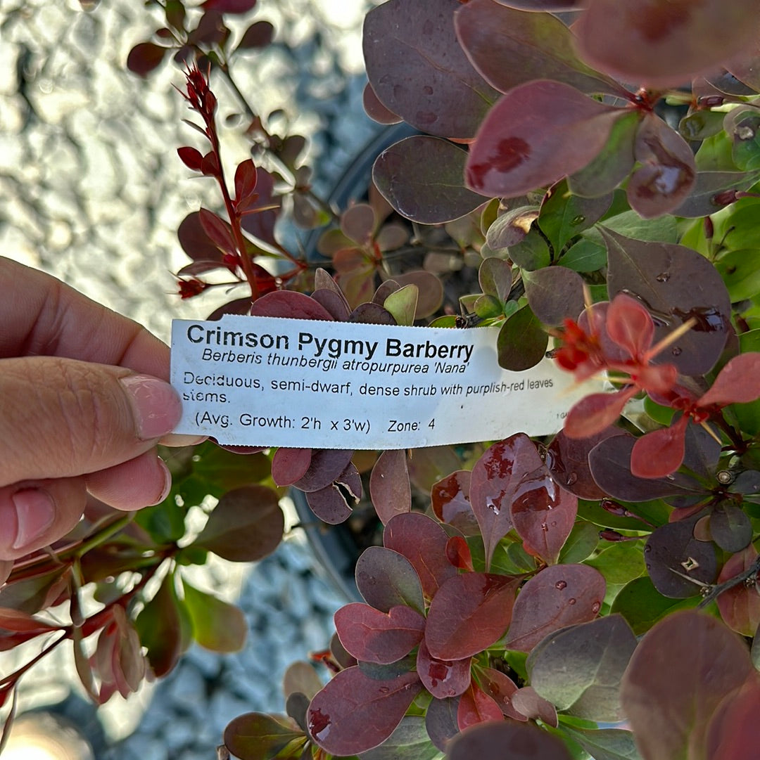Berberis 'Crimson Pigmy' - Barberry