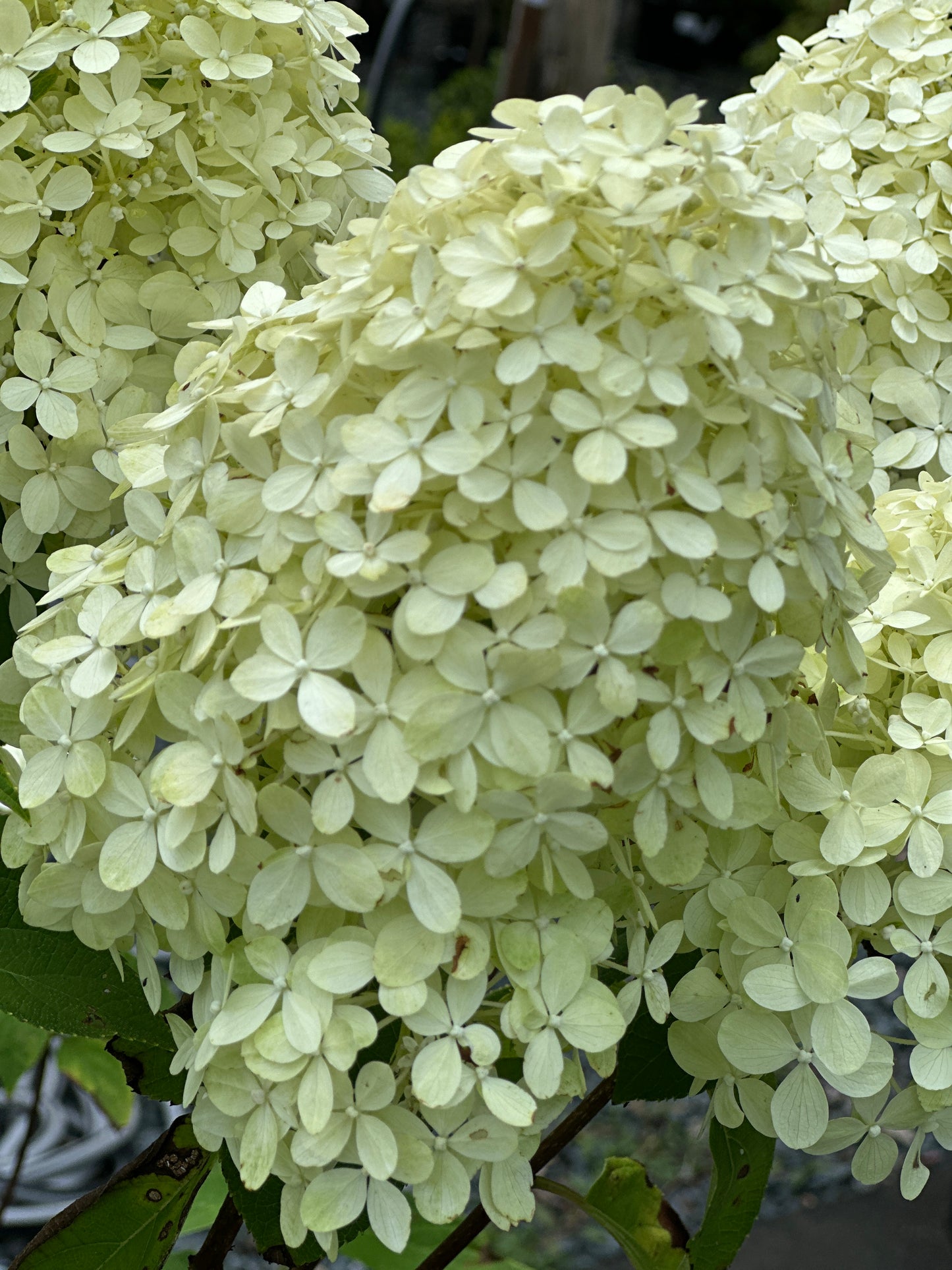 Hydrangea 'Limelight'