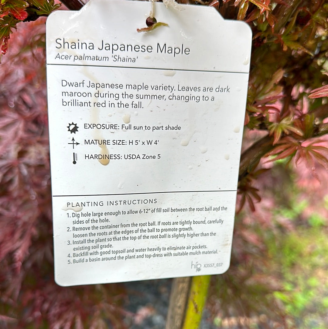 Acer palm. 'Shaina' - Jap. Maple