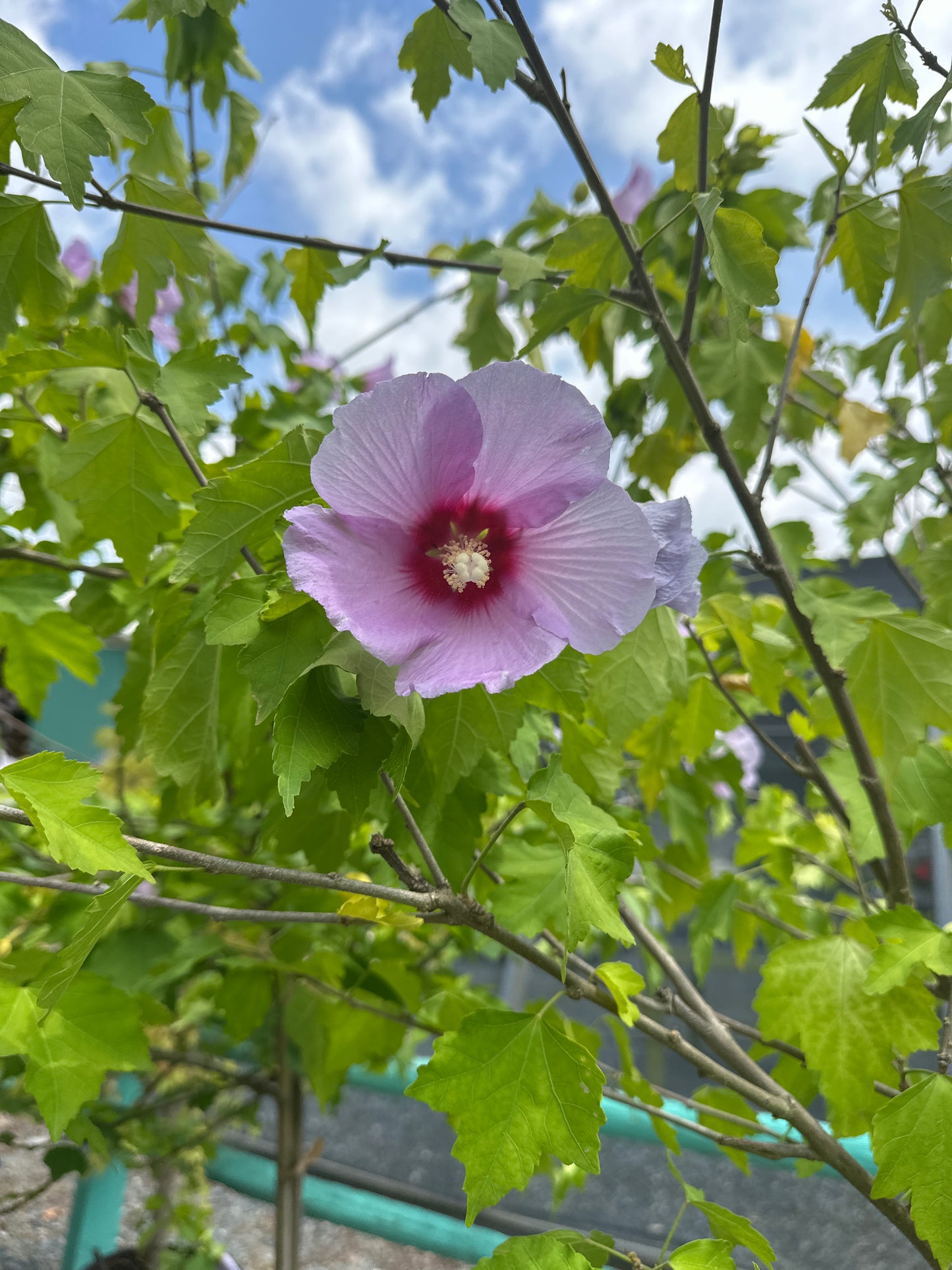 Hibiscus 'Full Blast' STD - Rose of Sharon