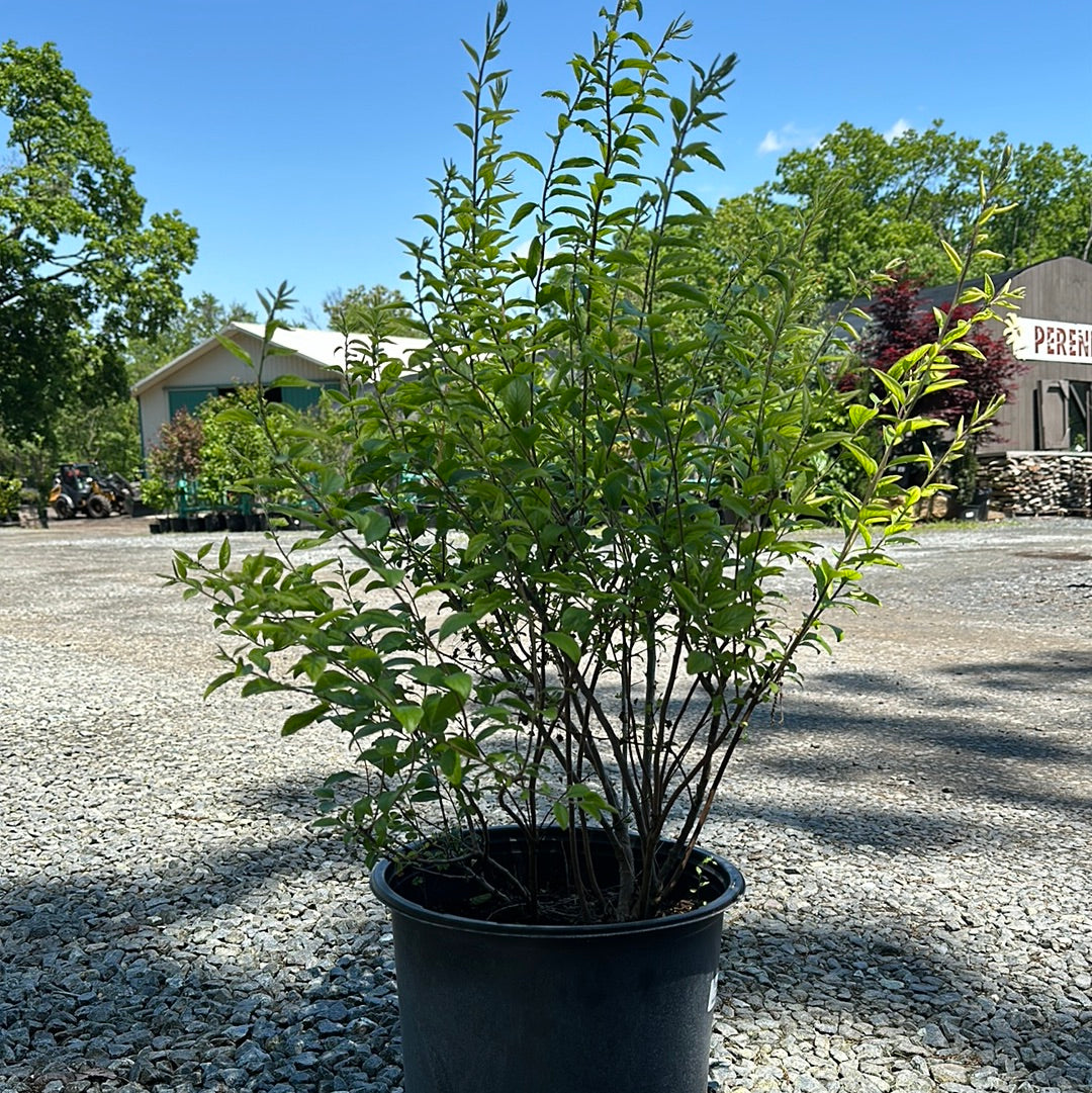 Spiraea - Shrubs