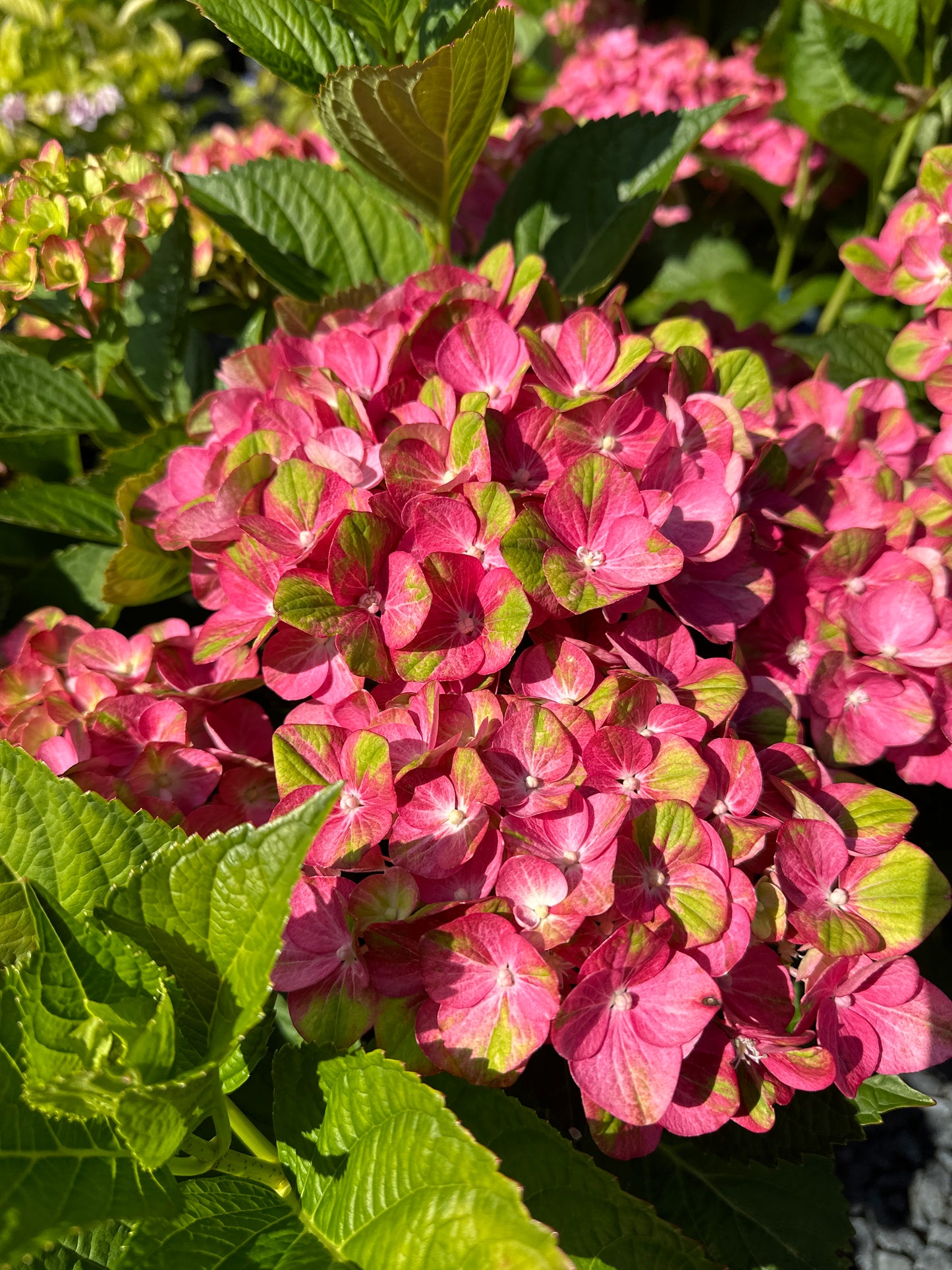 Hydrangea mac. 'Tilt-A-Swirl'