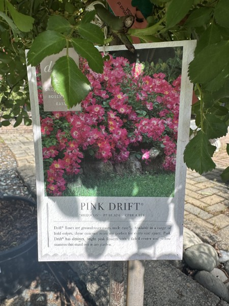 Drift Rose Tree Form