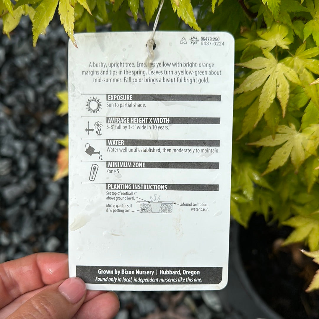Acer palmatum 'Orange Dream' - Jap. Maple