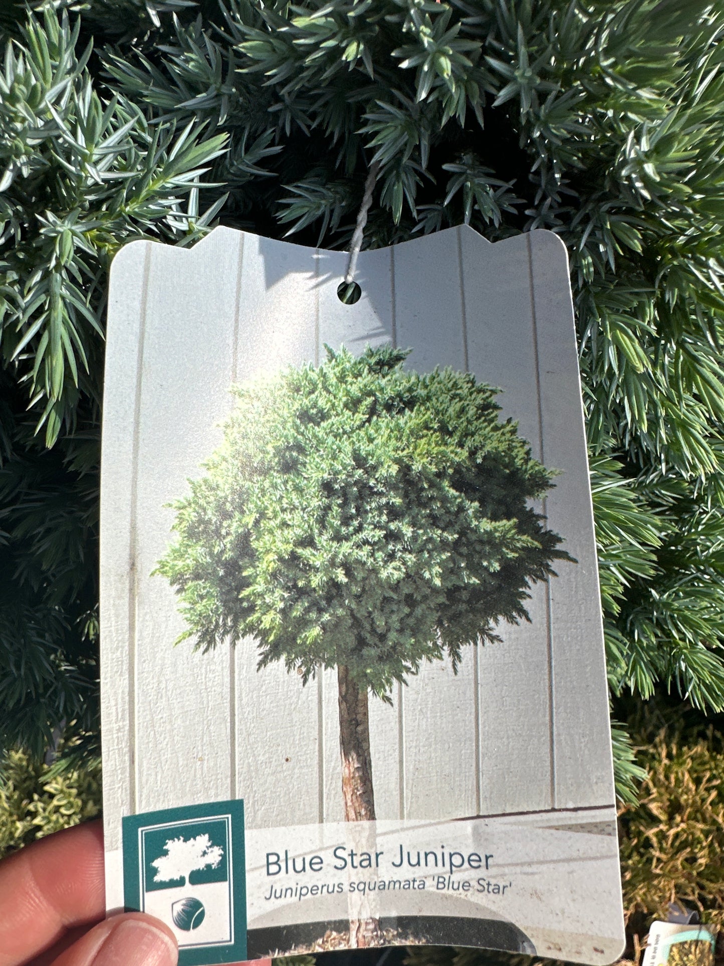 Juniper Upright Trees & Shrubs