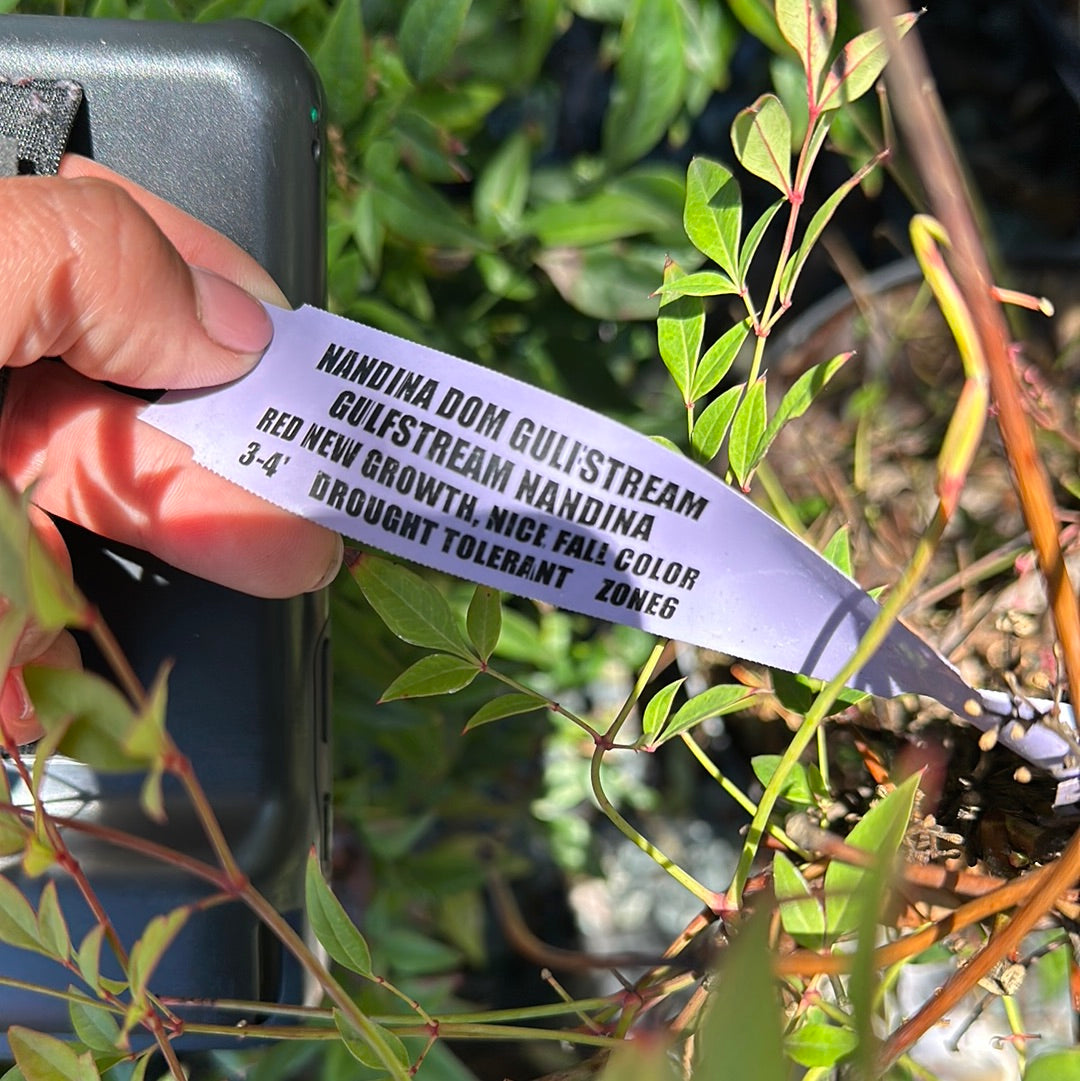 Nandina 'Gulfstream'
