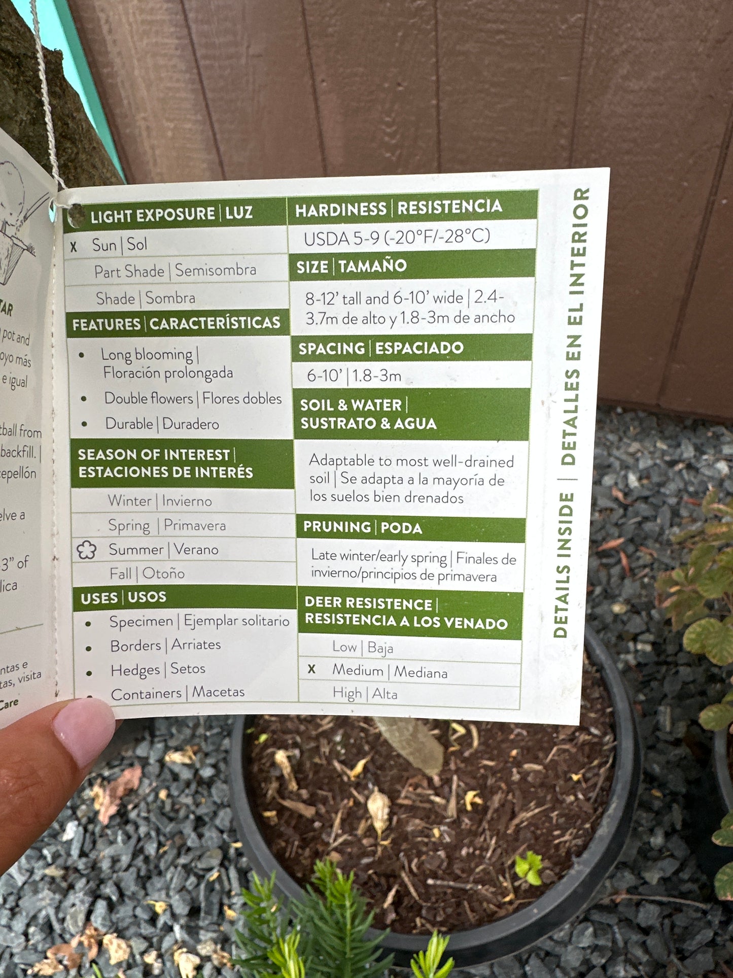 Hibiscus 'White Chiffon' STD - Rose of Sharon