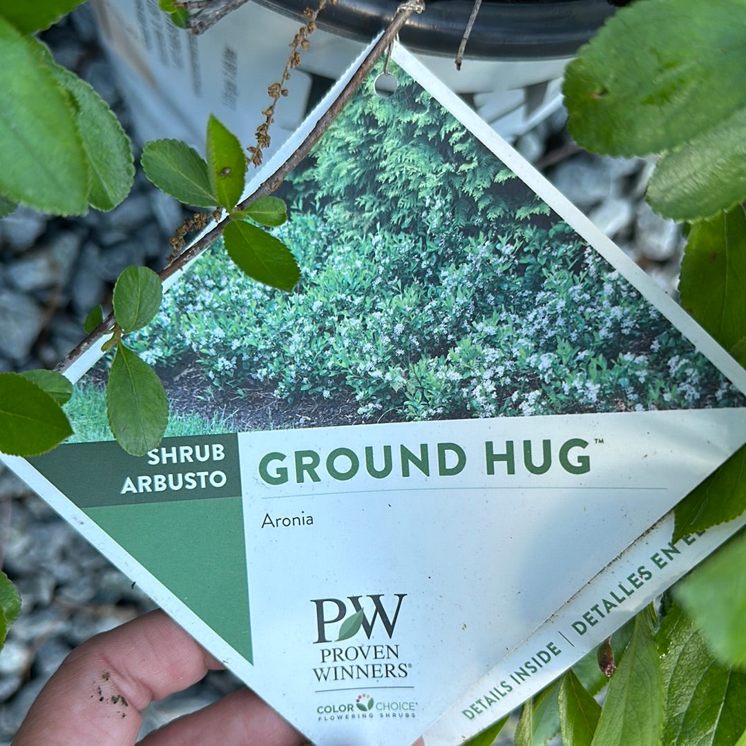 Aronia 'Ground Hog' #2