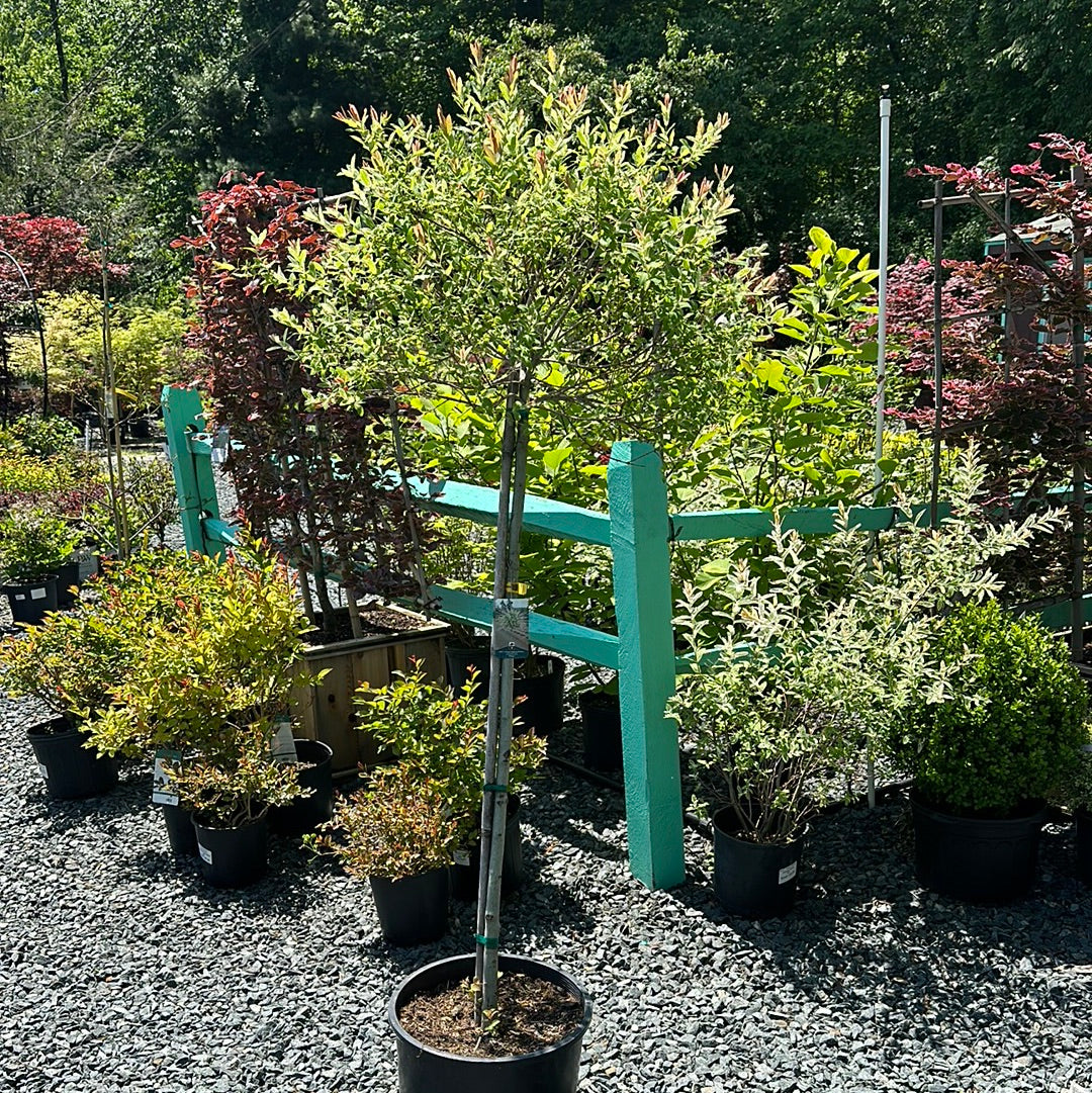 Salix 'Hakuro Nishiki' - Dappled Willow