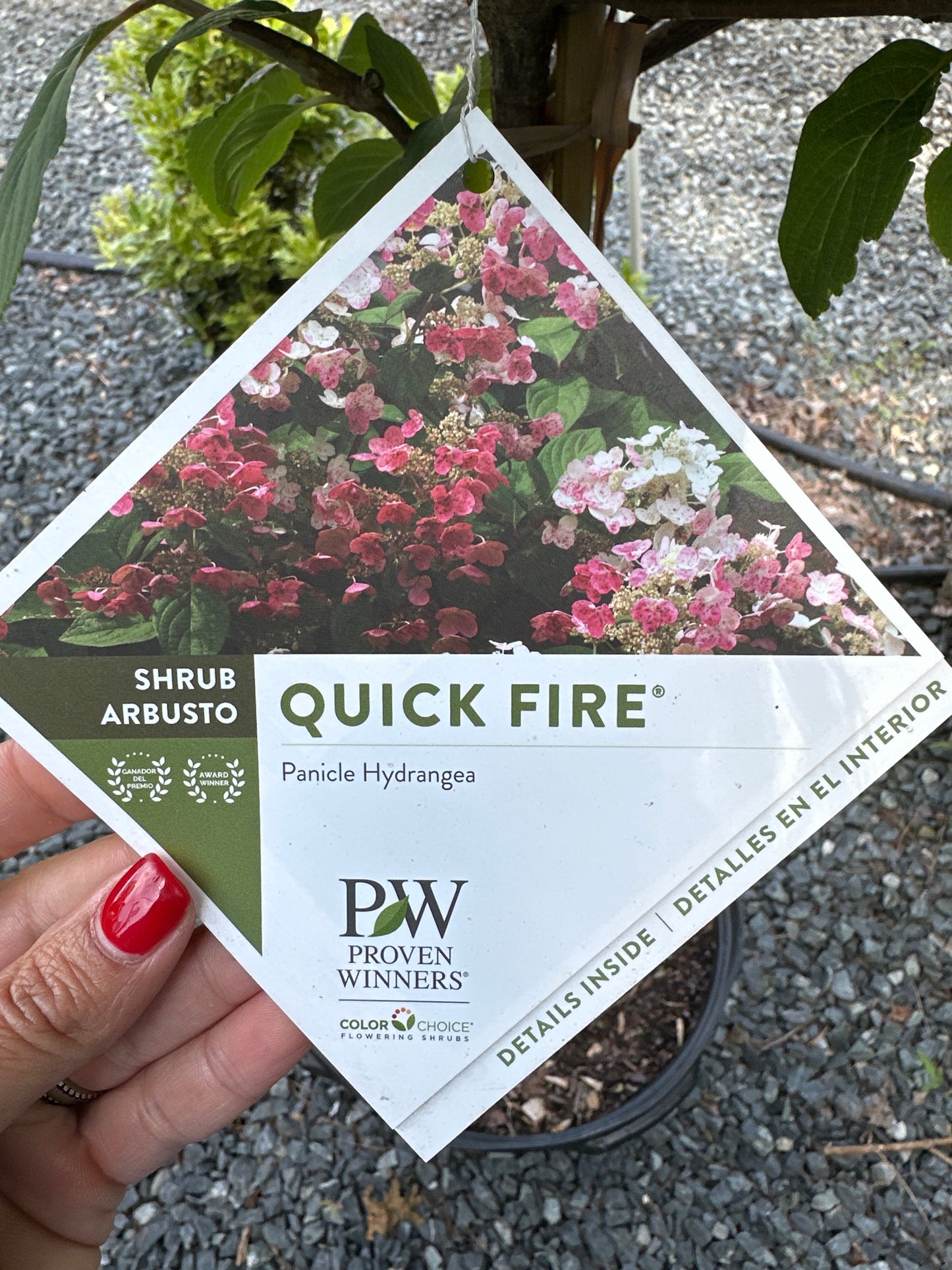 Hydrangea 'Quick Fire' STD