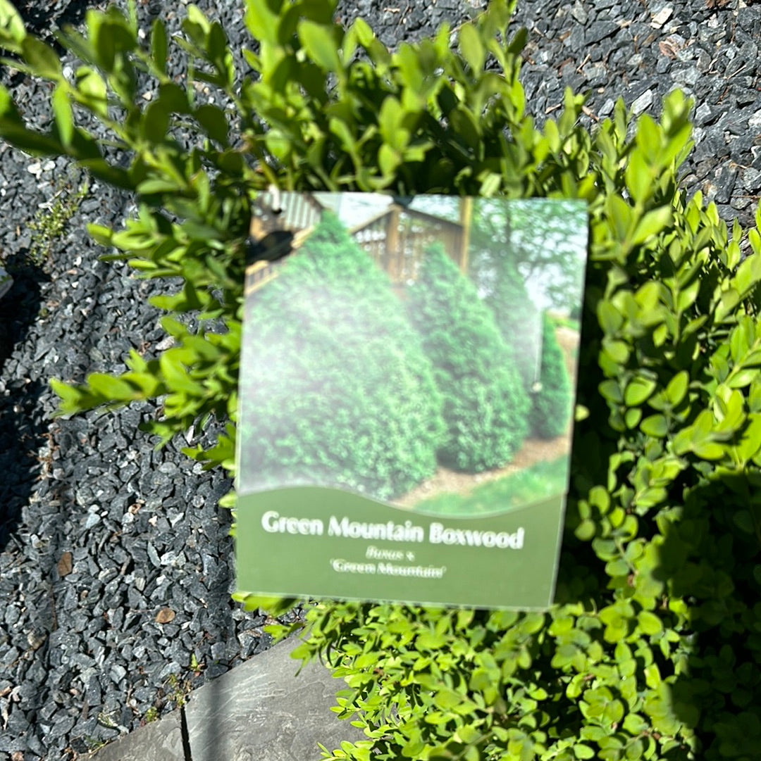 Buxus 'Green Mountain' - Boxwood