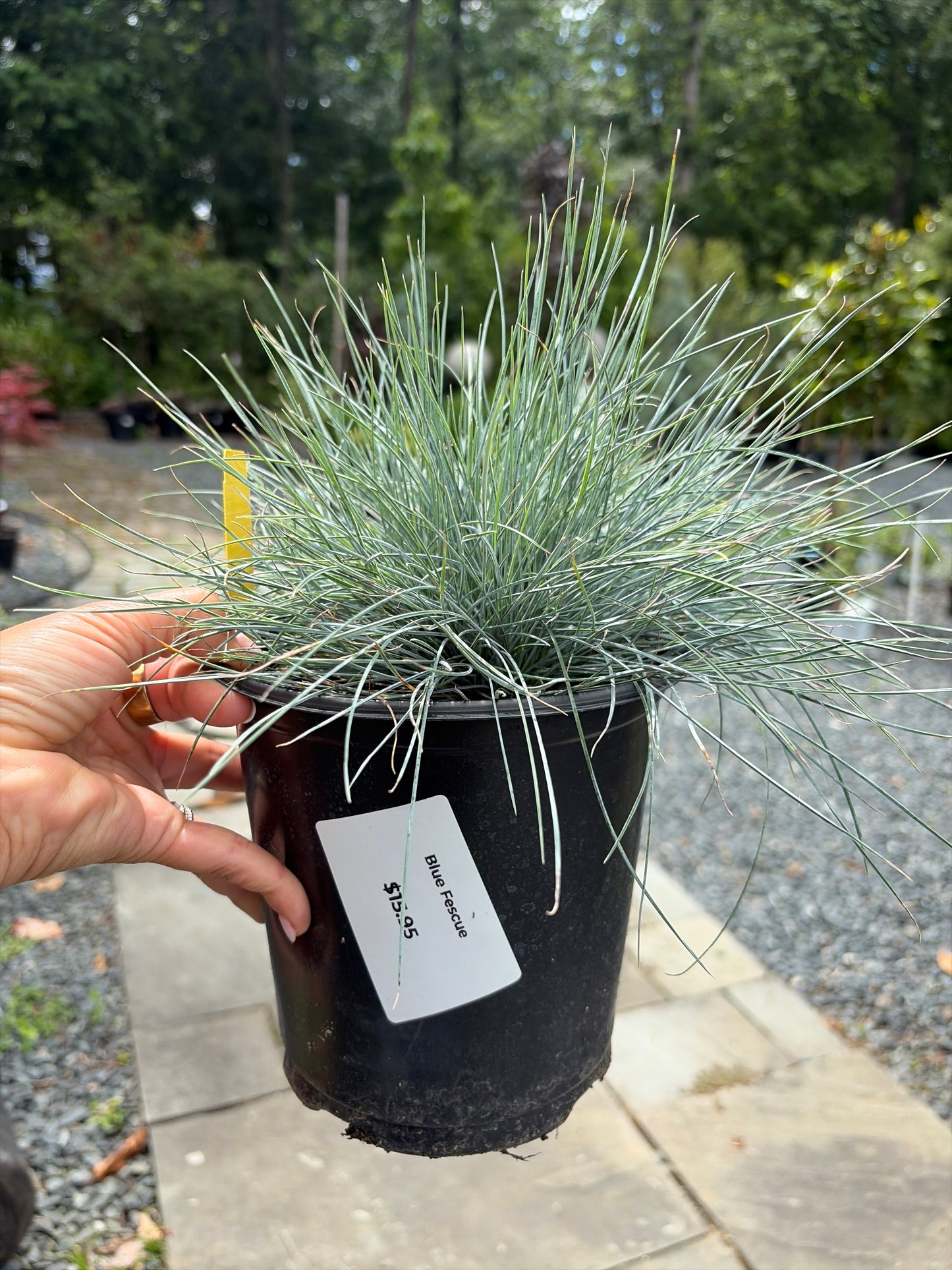 Blue Fescue