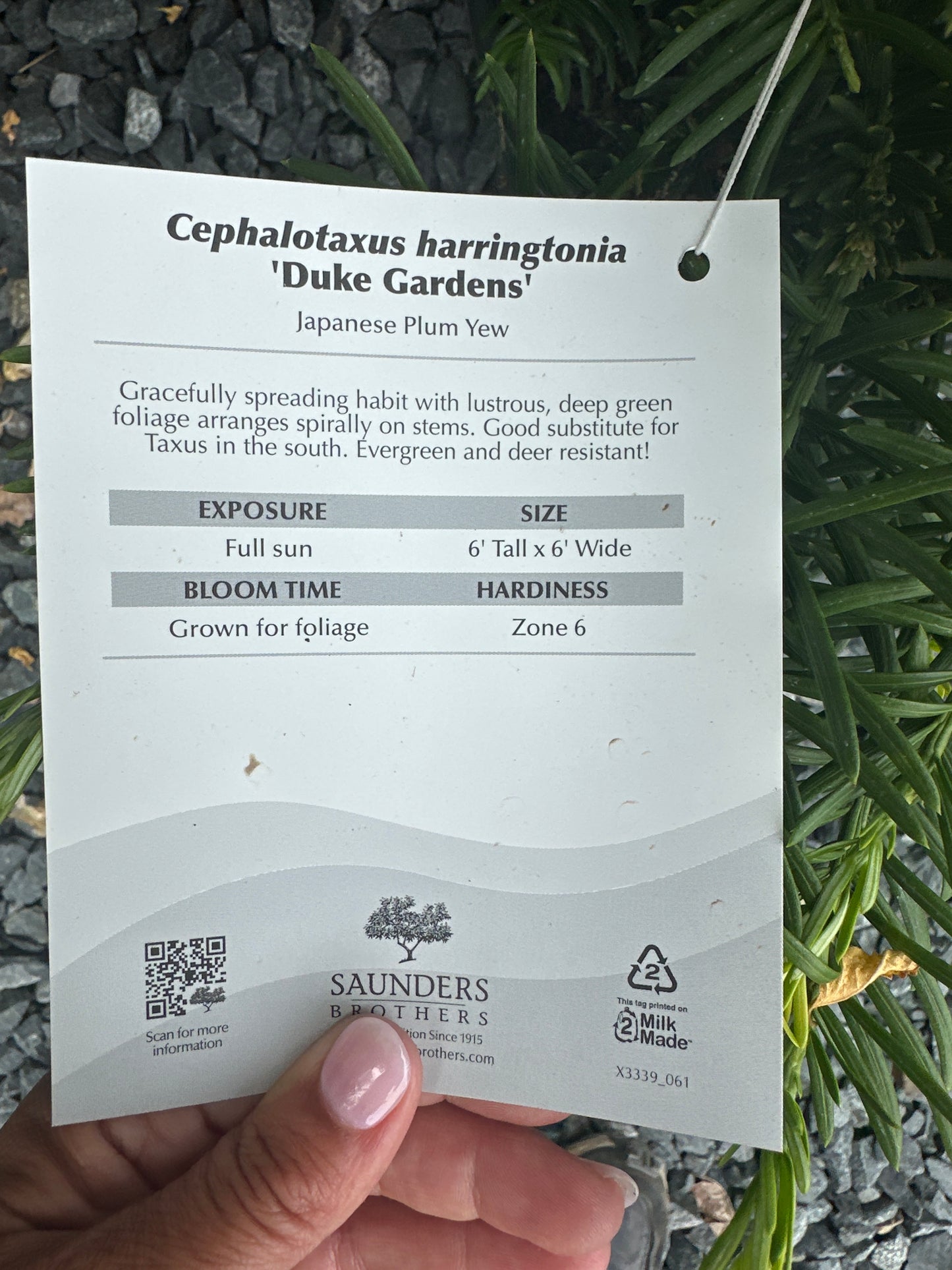 Cephalotaxus 'Duke Gardens' - Jap. Plum Yew