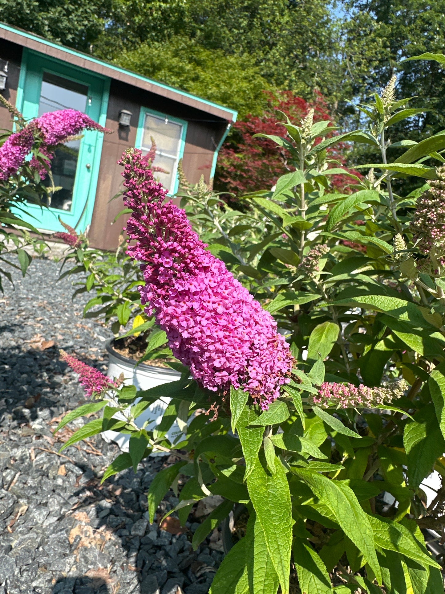 Buddleia 'Pugster'