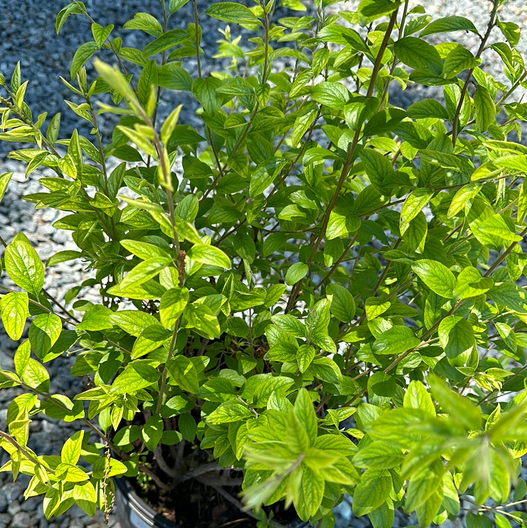 Spiraea - Shrubs