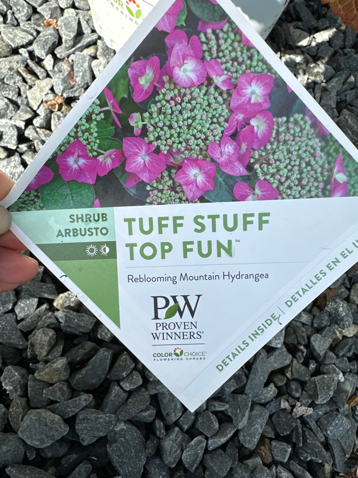 Hydrangea serr. 'Tuff Stuff Top Fun'