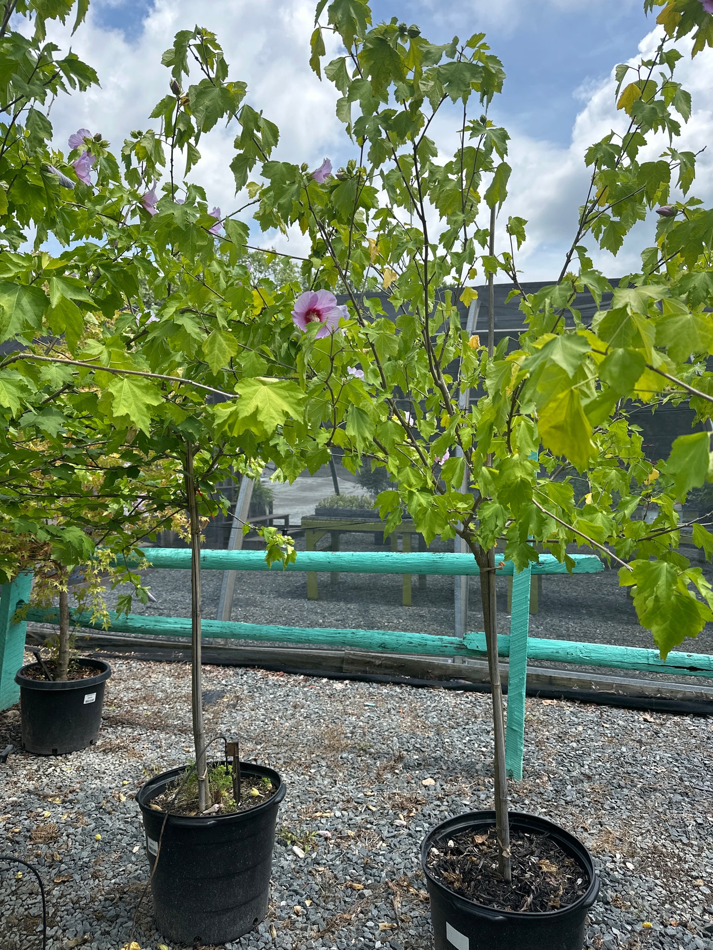 Hibiscus 'Full Blast' STD - Rose of Sharon