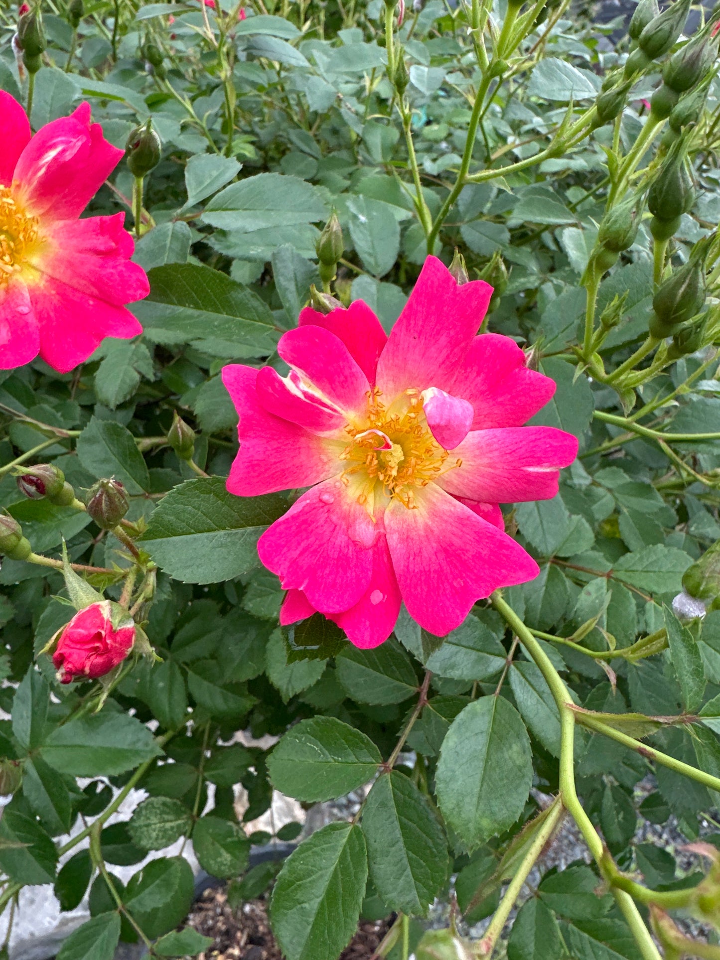 Drift Rose - Multi Colors Avail.