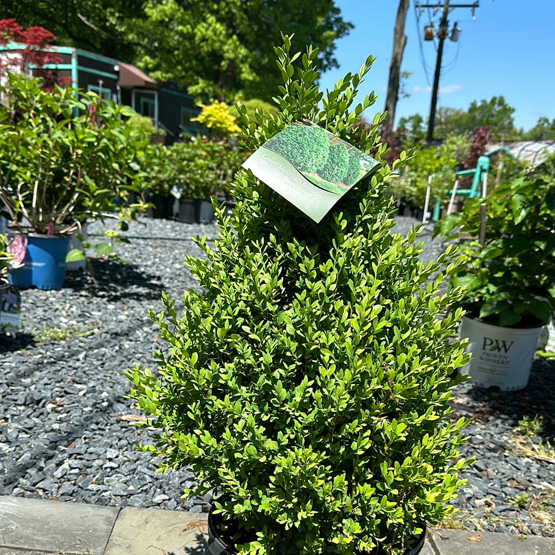 Buxus 'Green Mountain' - Boxwood
