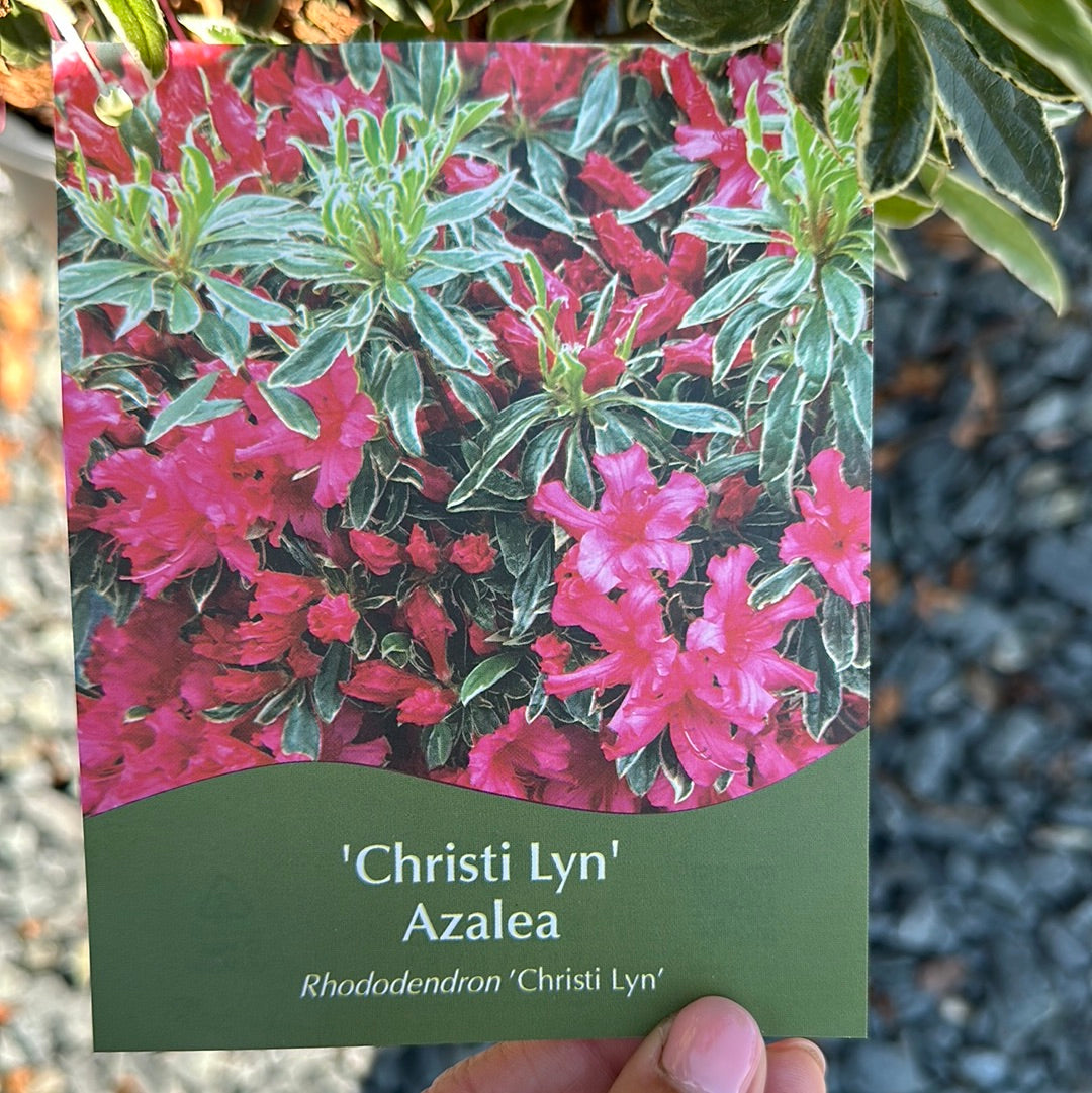 Azalea 'Christi Lyn' #3