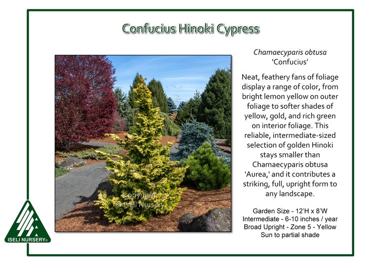 Cham. 'Confucius' - Hinoki Cypress
