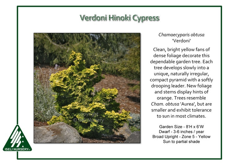 Cham. 'Verdoni' - Hinoki Cypress