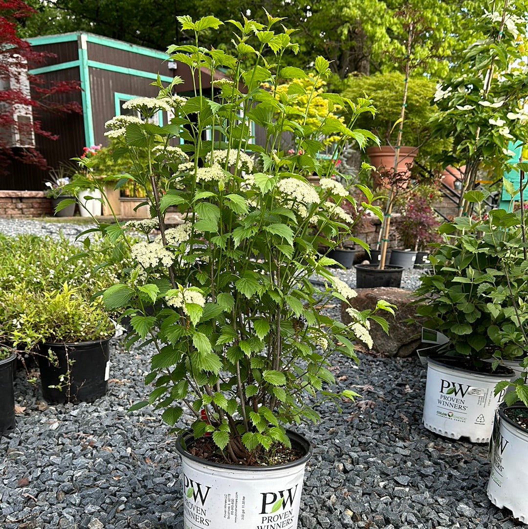 Viburnum Den. 'Blue Muffin'