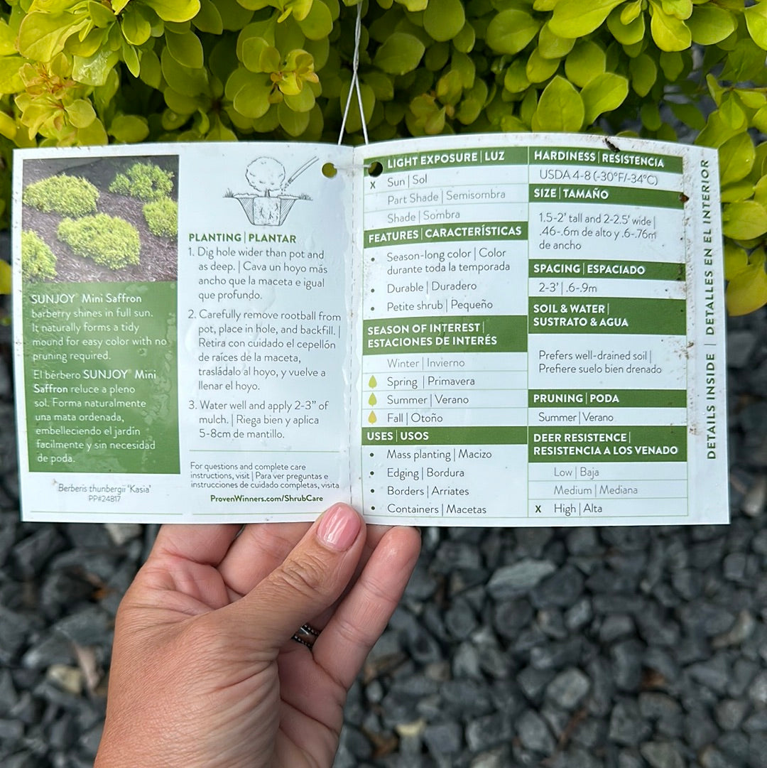 Berberis 'Sunjoy Mini Saffron' - Barberry
