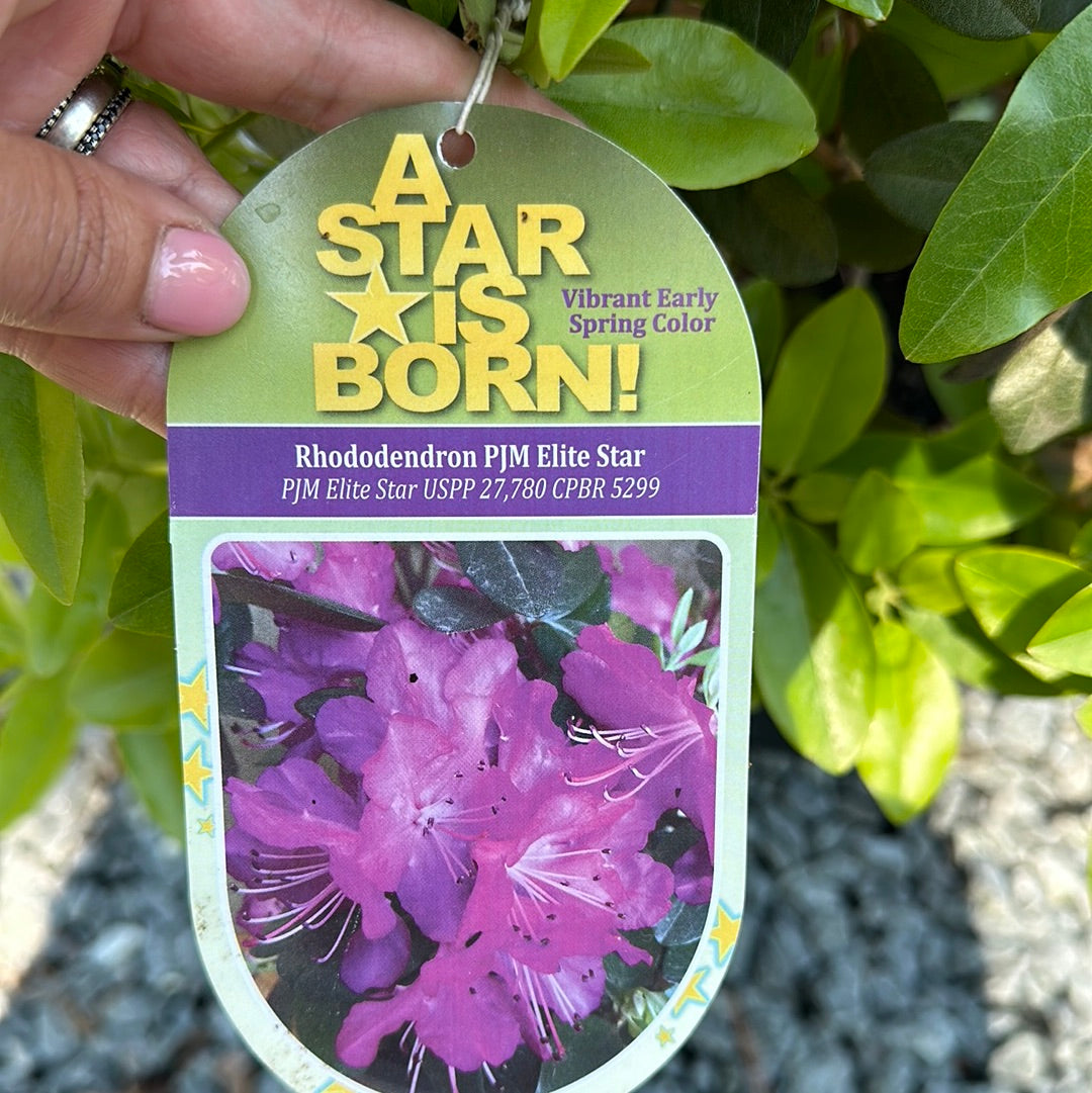 Rhododendron x PJM Elite Star' #3