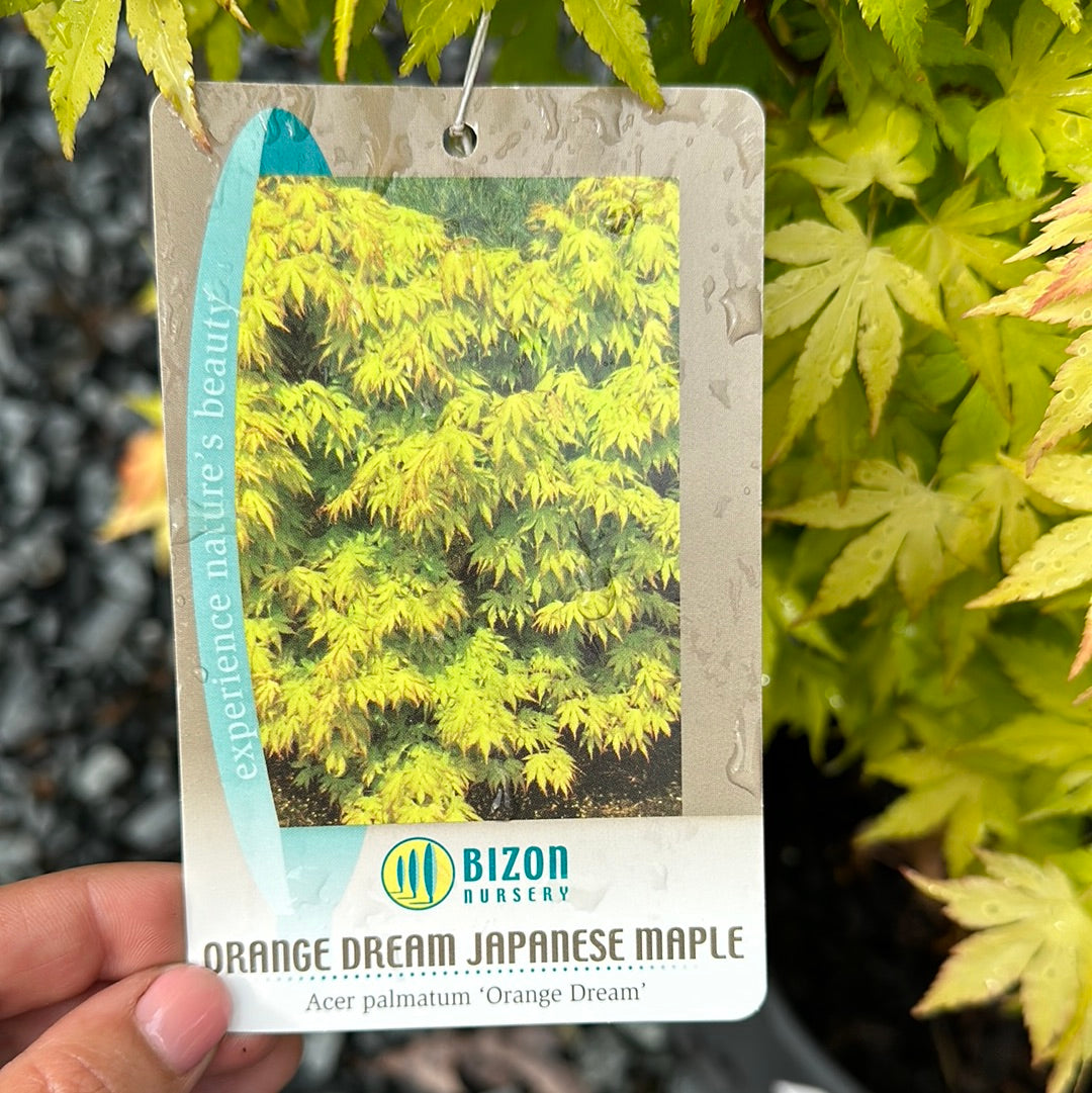 Acer palmatum 'Orange Dream' - Jap. Maple