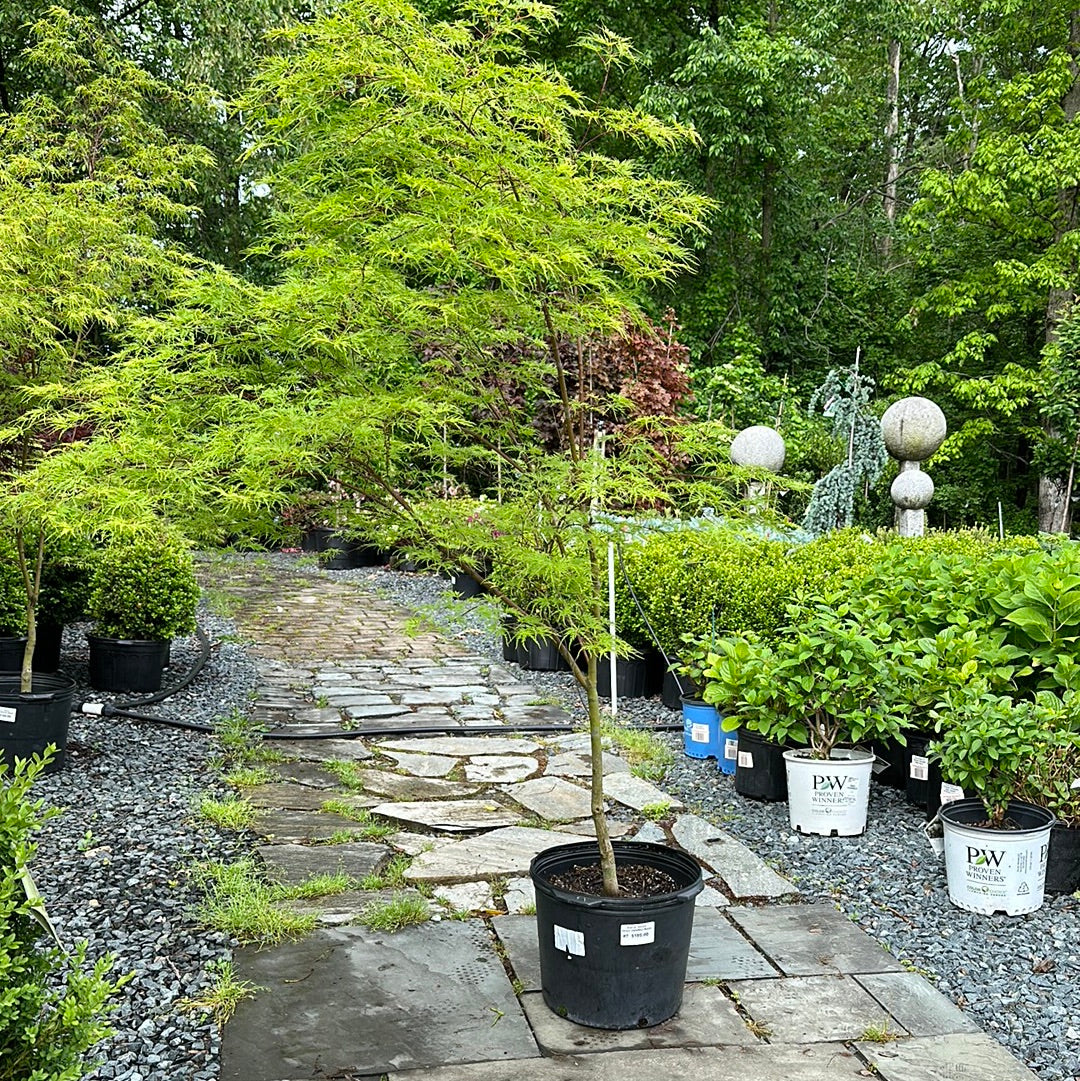 Acer 'Seiryu' - Jap. Maple
