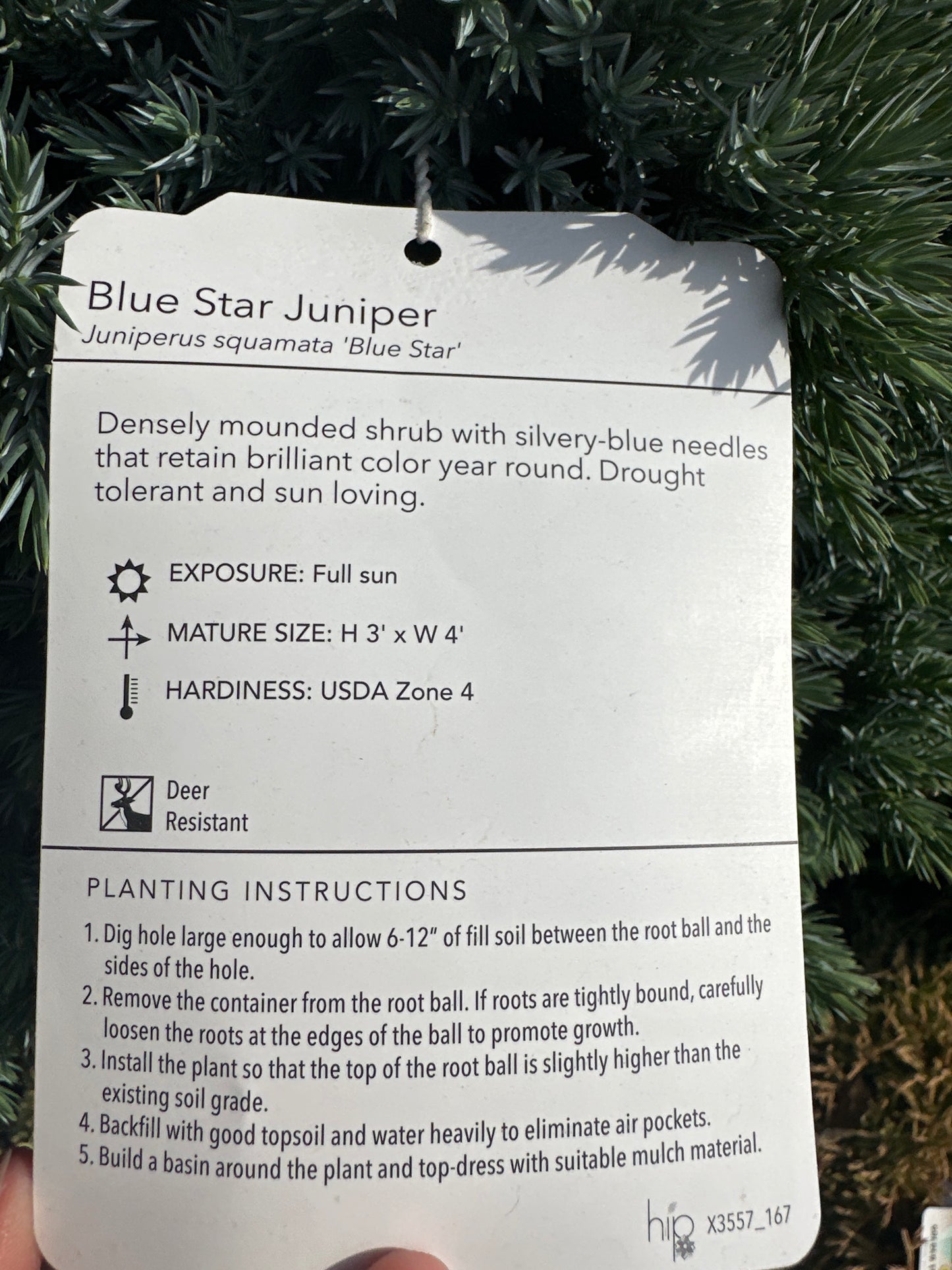 Juniper Upright Trees & Shrubs