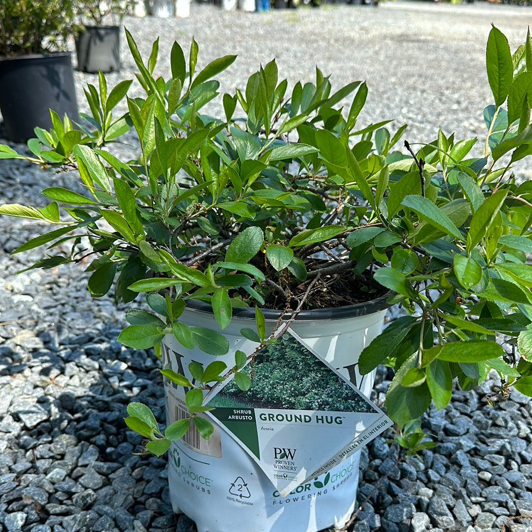 Aronia 'Ground Hog' #2