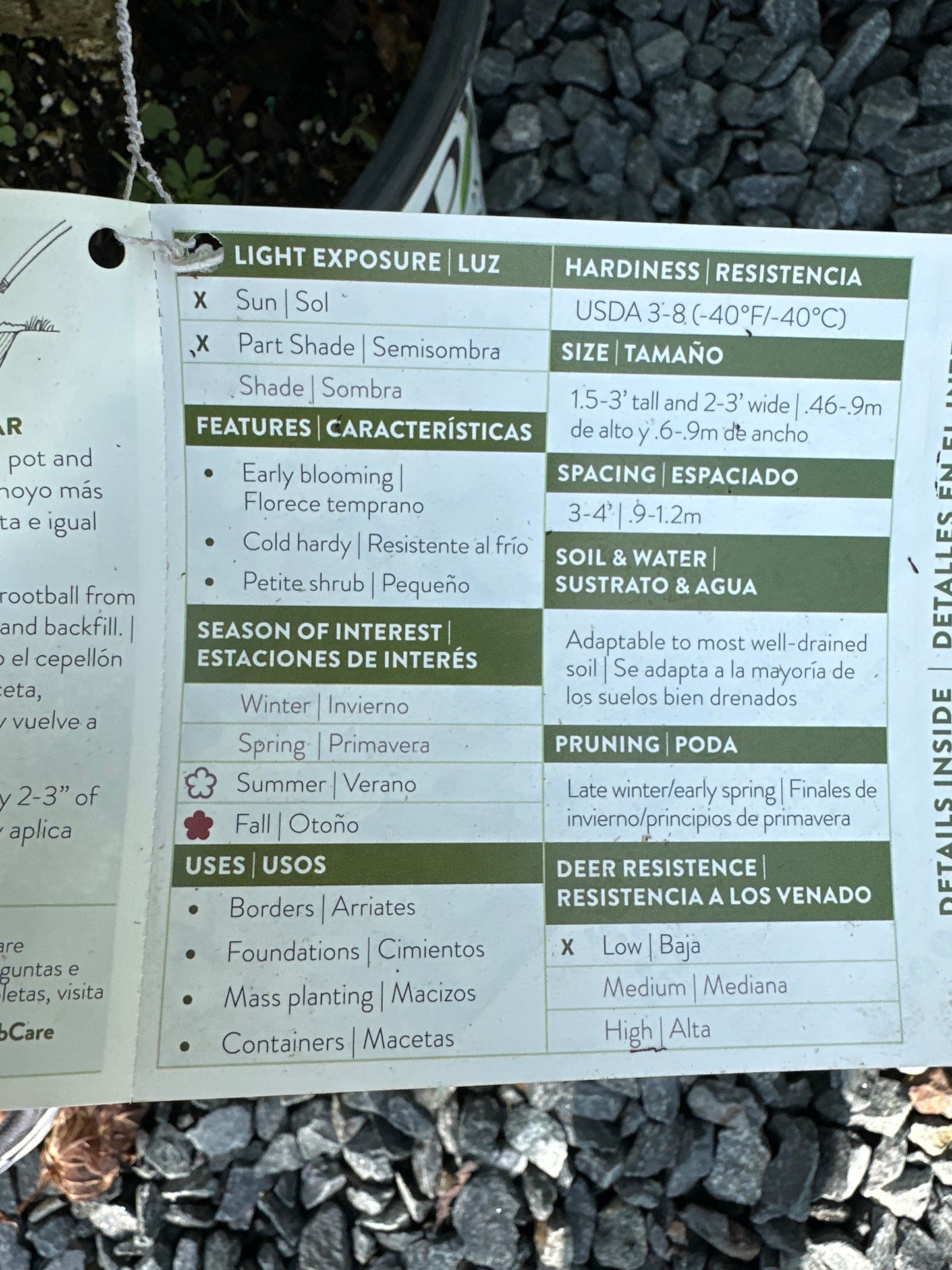 Hydrangea pan. 'Tiny Quick Fire'