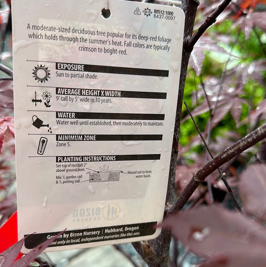 Acer 'Bloodgood' - Bloodgood Jap. Maple