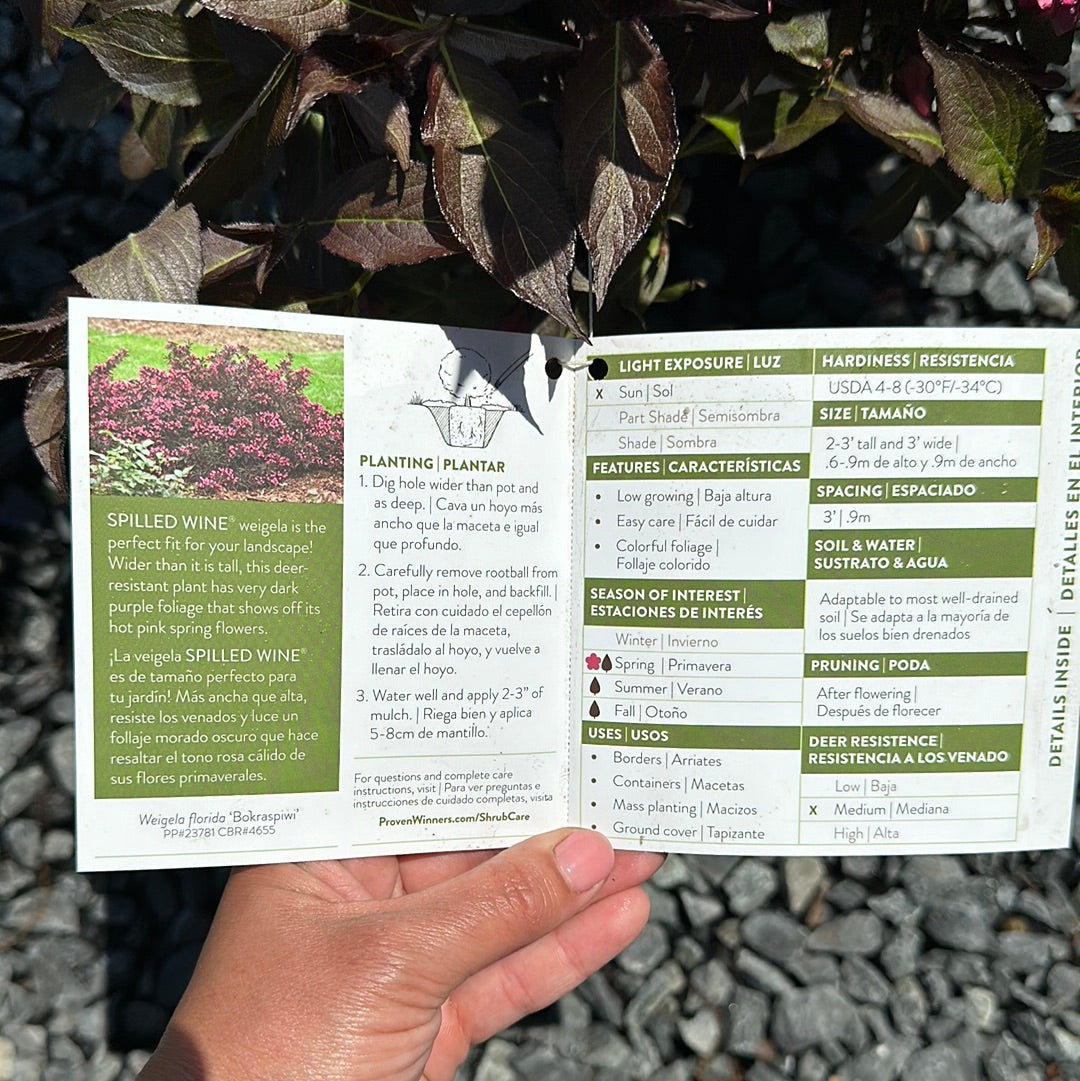 Weigela 'Spilled Wine' #3