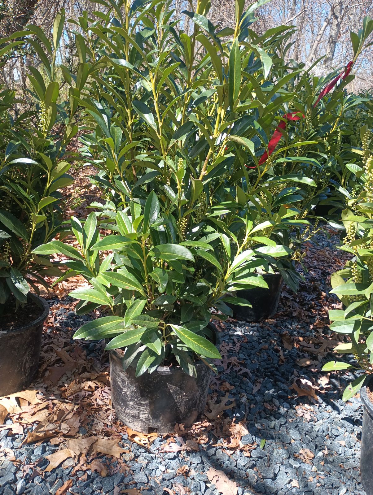 Prunus 'Schipkaensis' - Skip Laurel