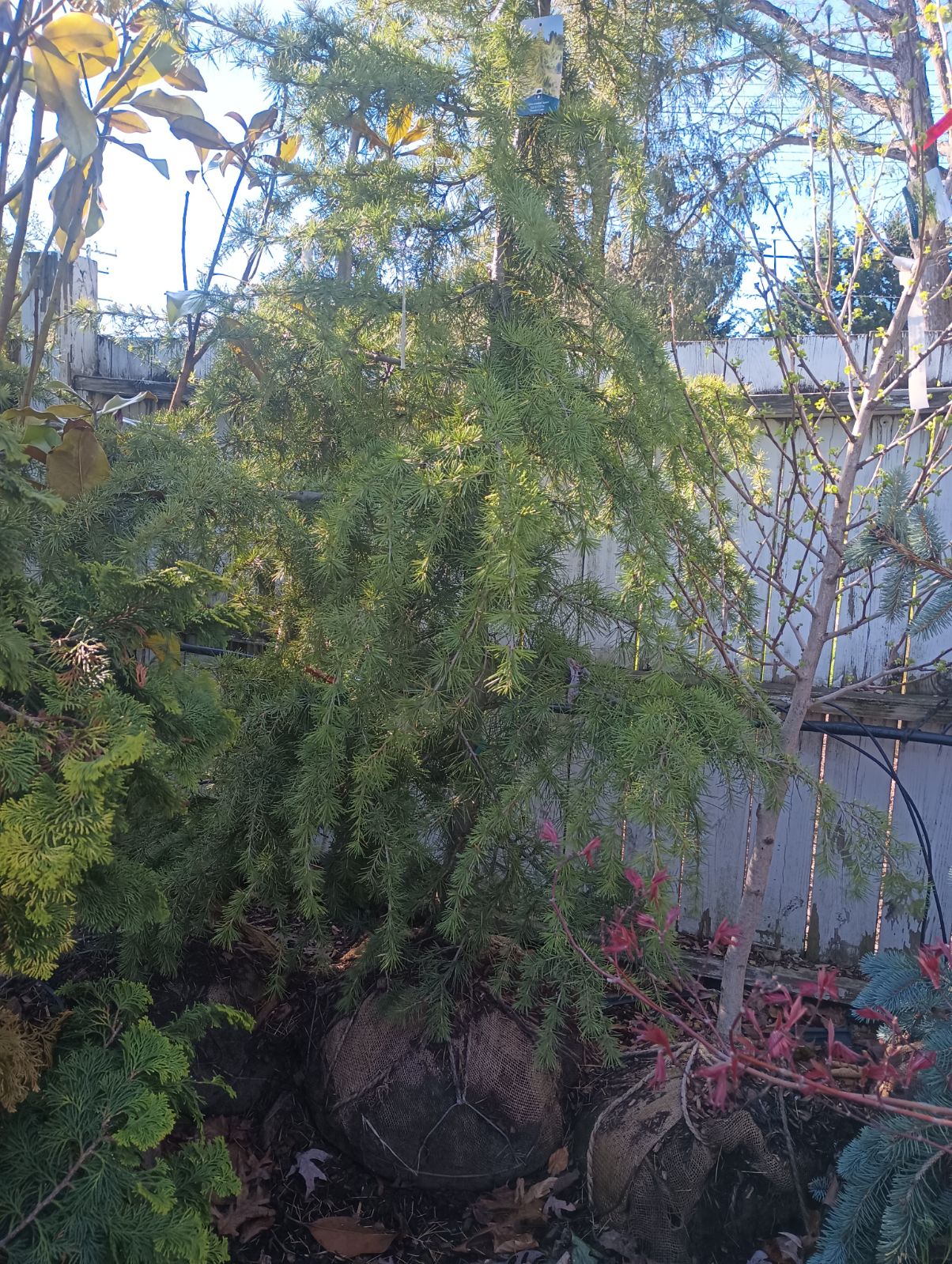 Cedrus Deodara 'Aurea' - Deodar Cedar