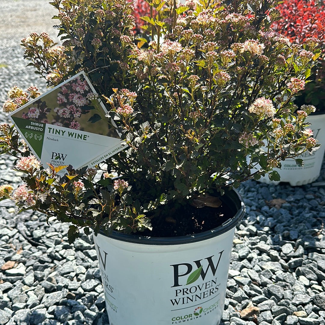 Physocarpus 'Tiny Wine'