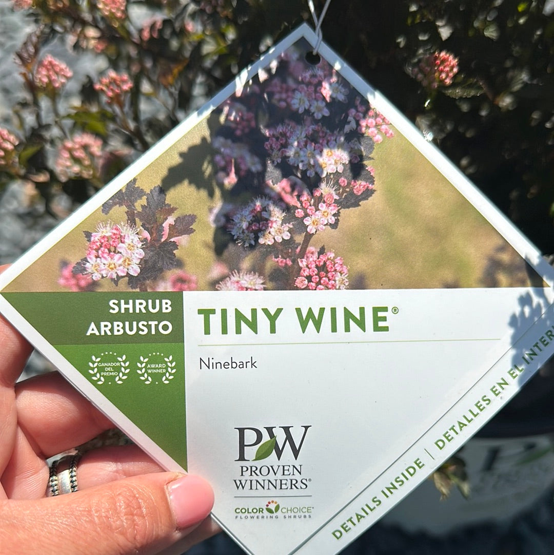 Physocarpus 'Tiny Wine'