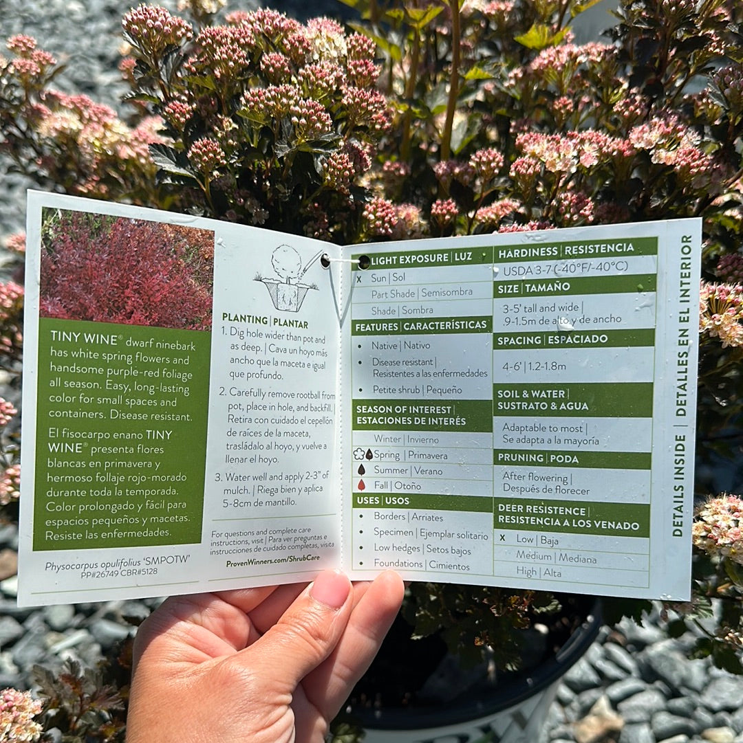 Physocarpus 'Tiny Wine'